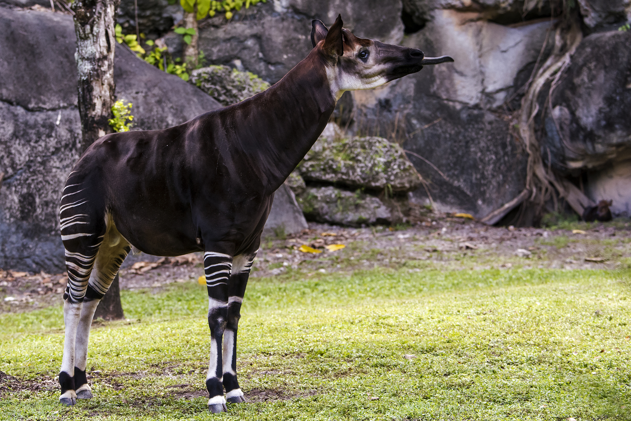 okapi
