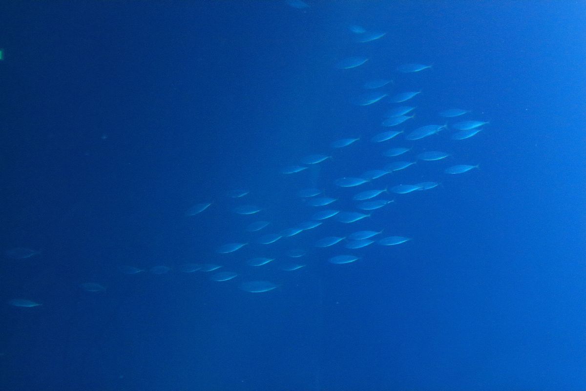 Reviews in Fish Biology and Fisheries: 国际鱼类生物学和渔业学期刊