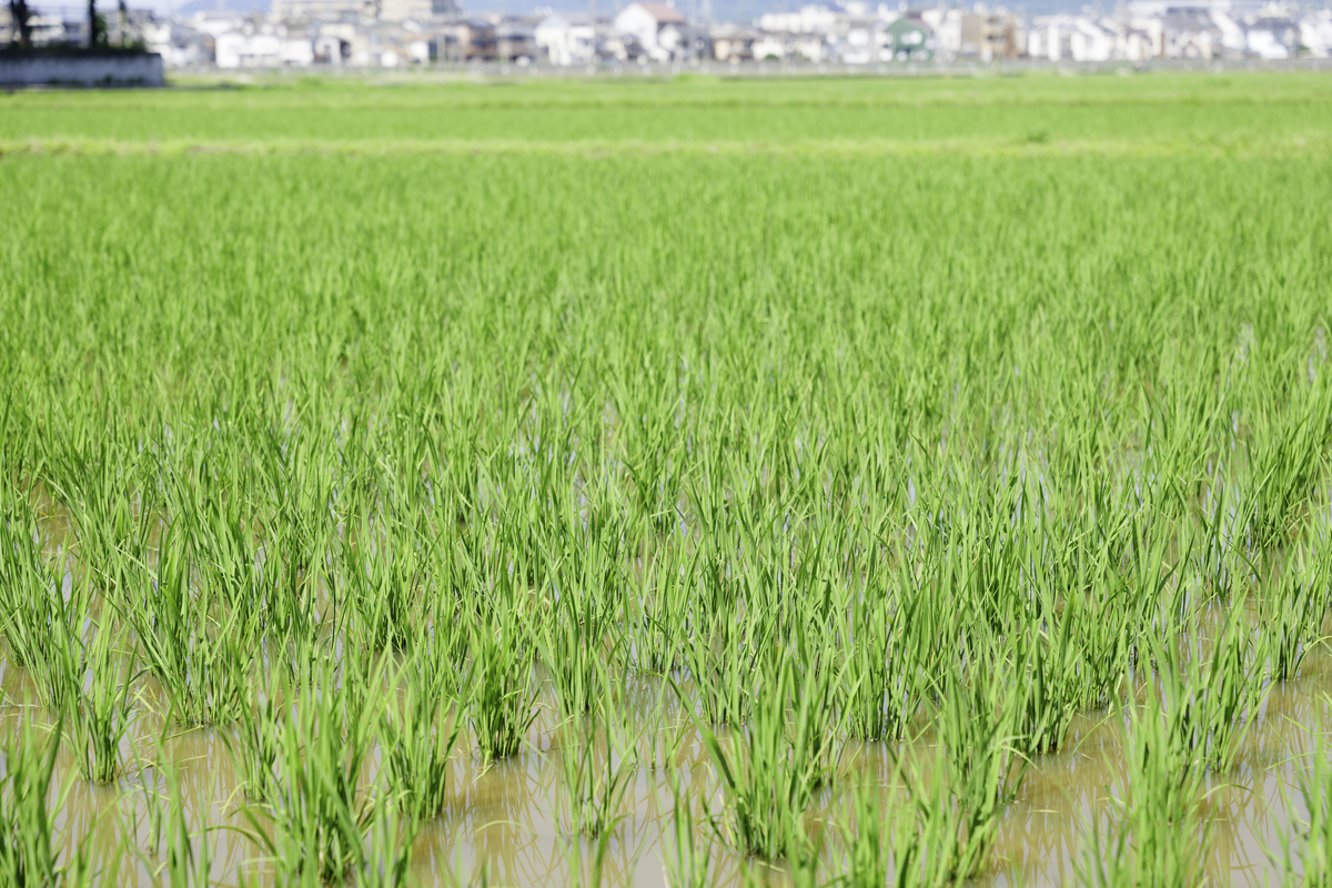 稻田甲烷排放研究进展：减缓气候变化的关键