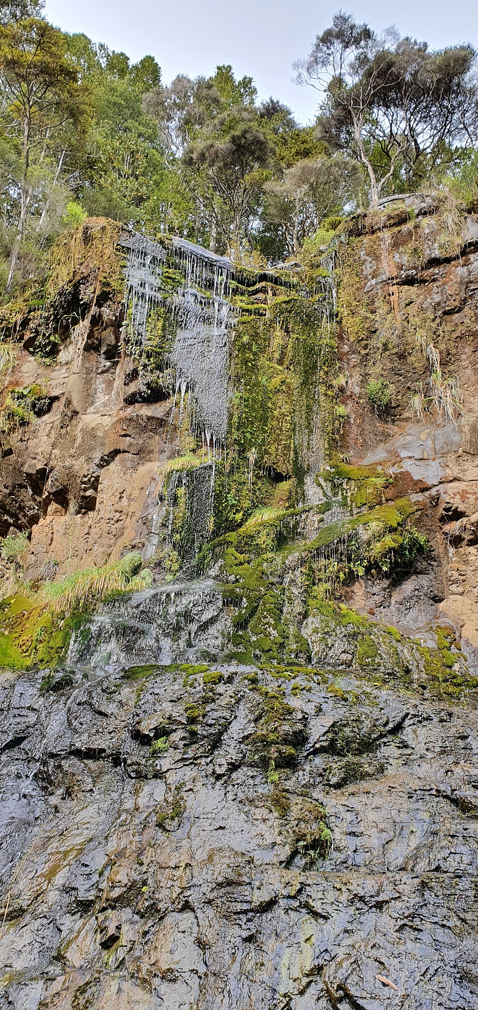 goldie bush walkway, muriwai and te henga area, auckland, new ze