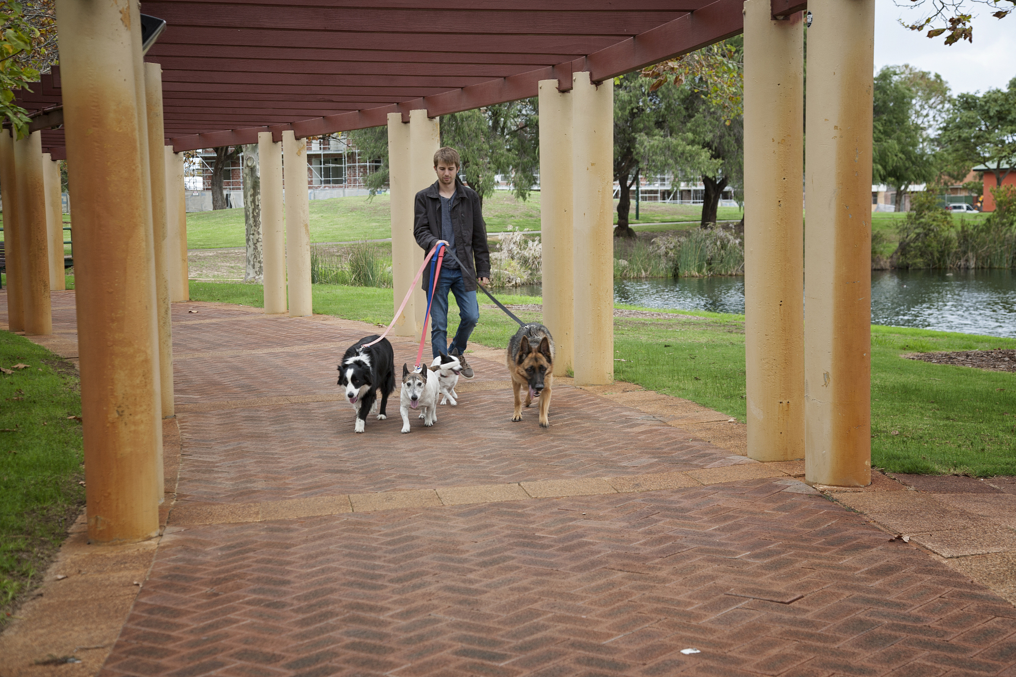 社区公园宠物犬活动空间研究：定义、影响因素、功能与建设