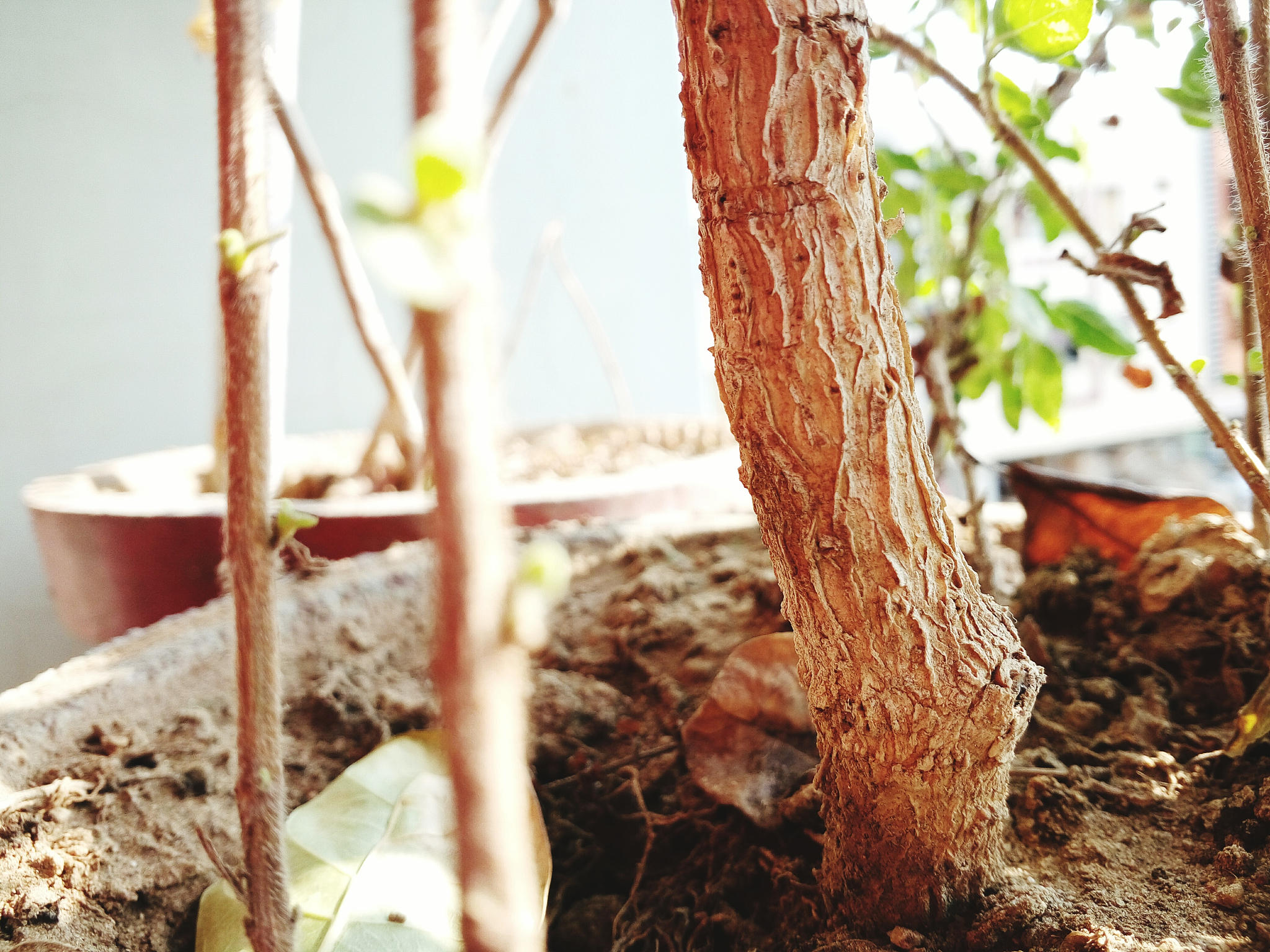 怎样嫁接无架葛根种苗 操作步骤帮我用200字详细描述