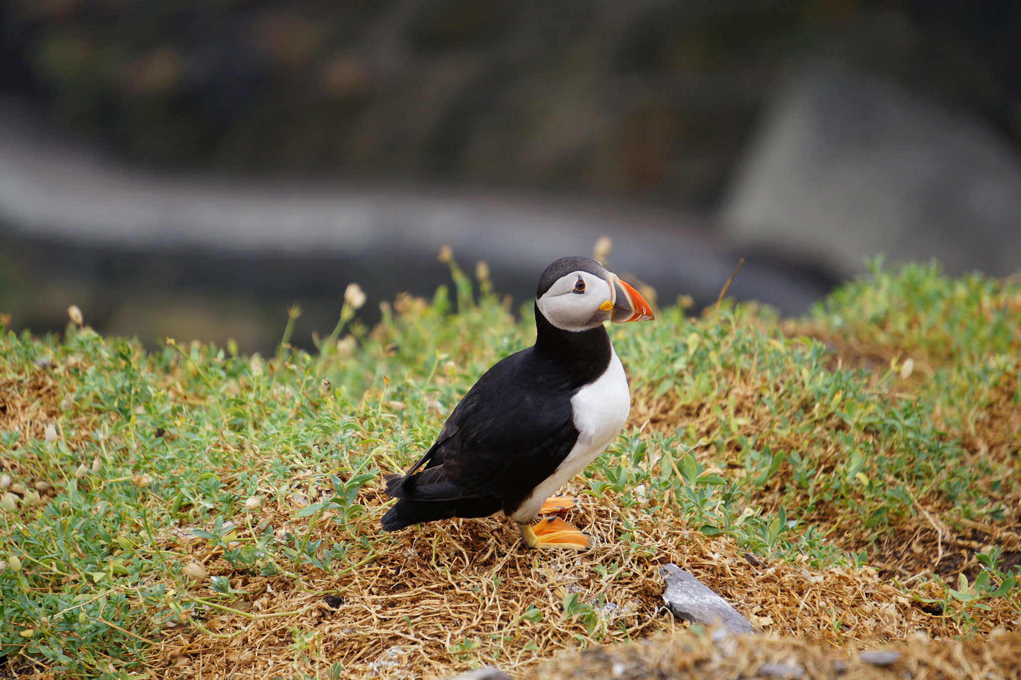 坤坤是鸡吗？关于坤坤的动物身份