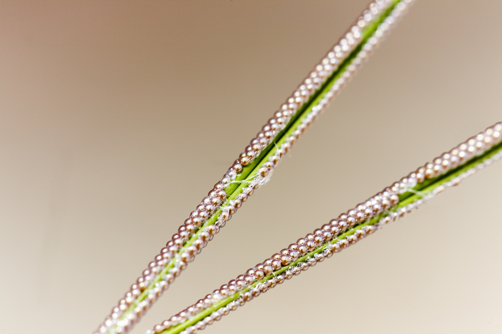 eggs on a blade of grass