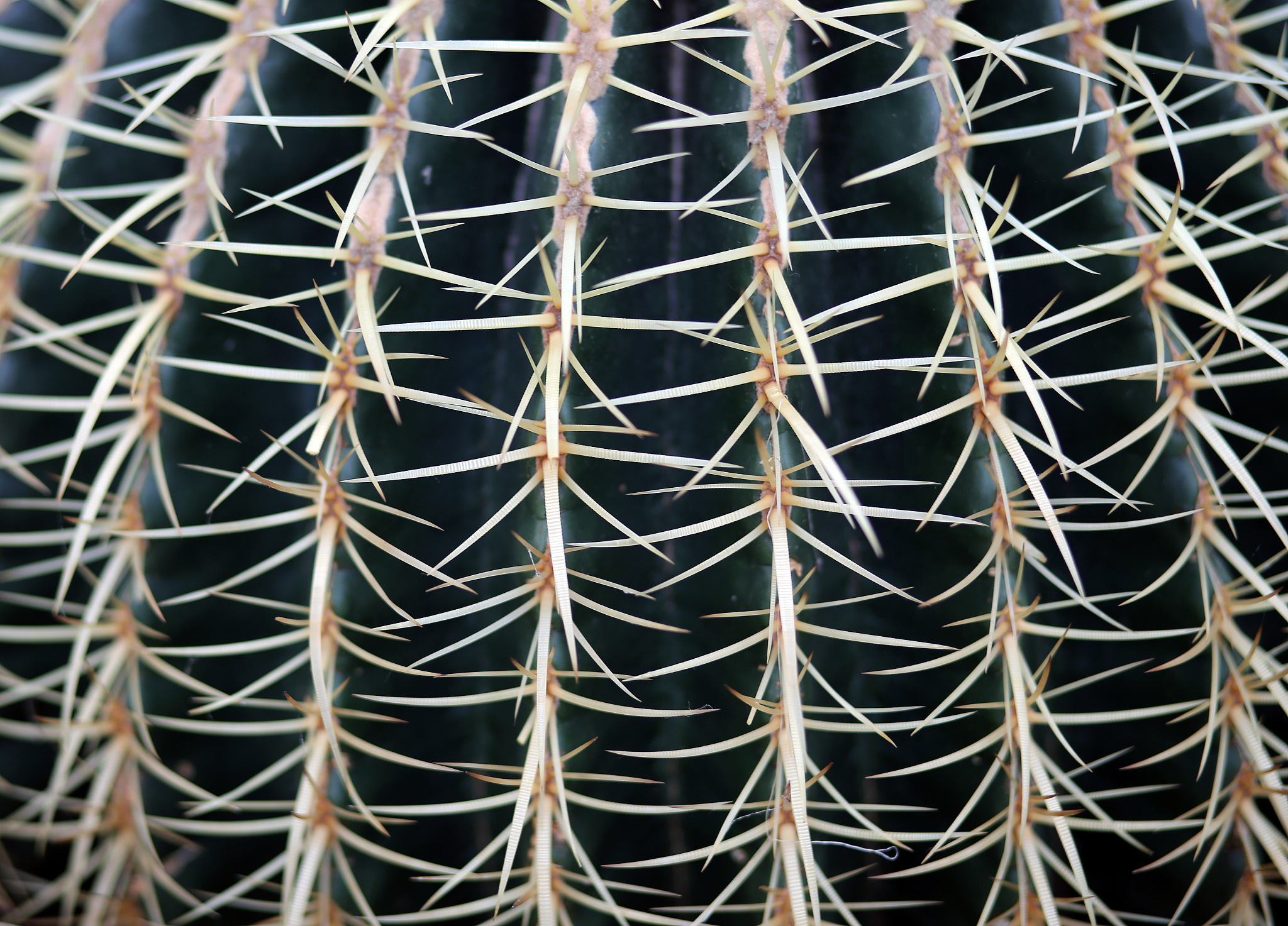 huge cactus called golden barrel cactus