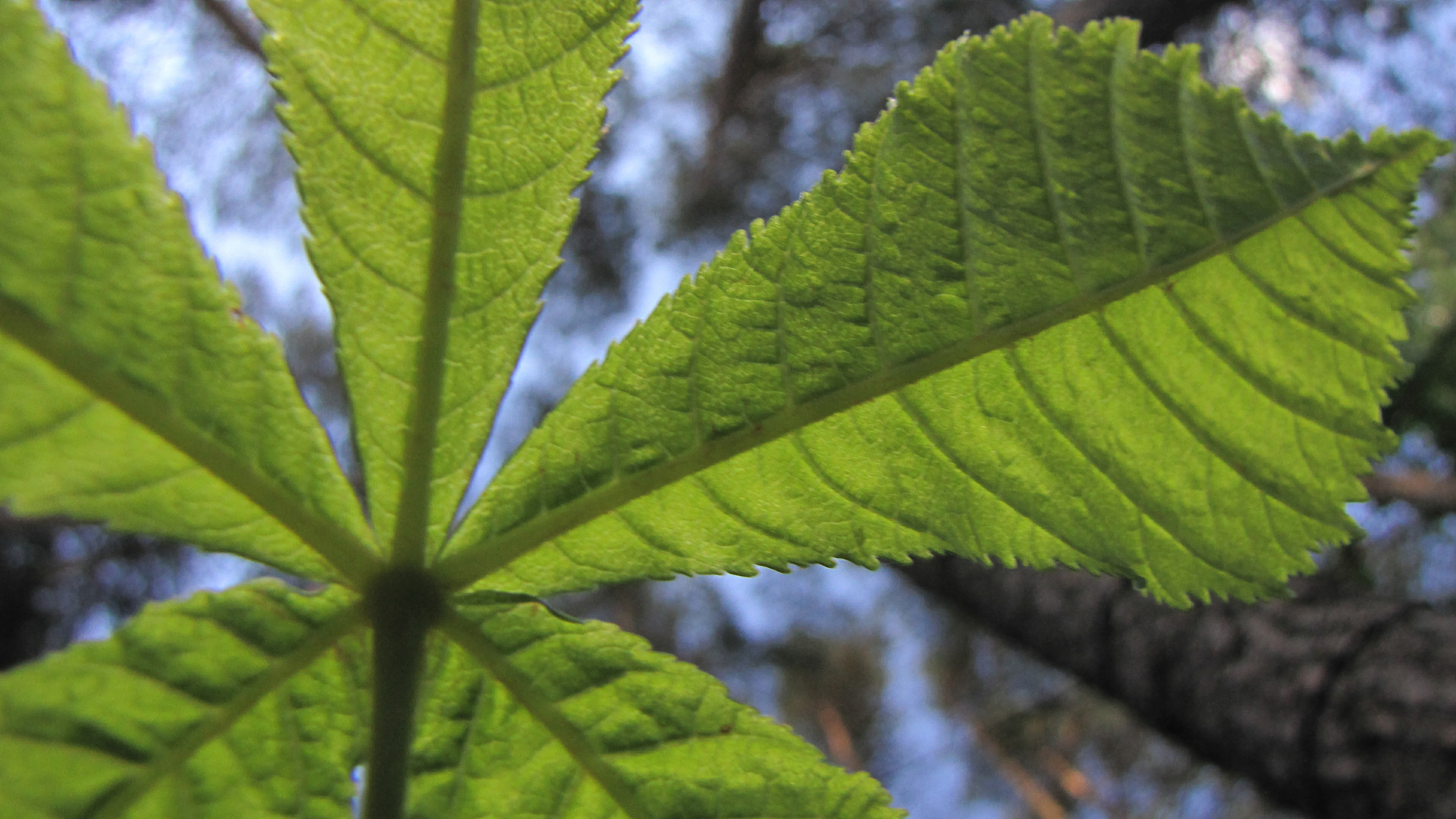 low angle view of leaves against sky