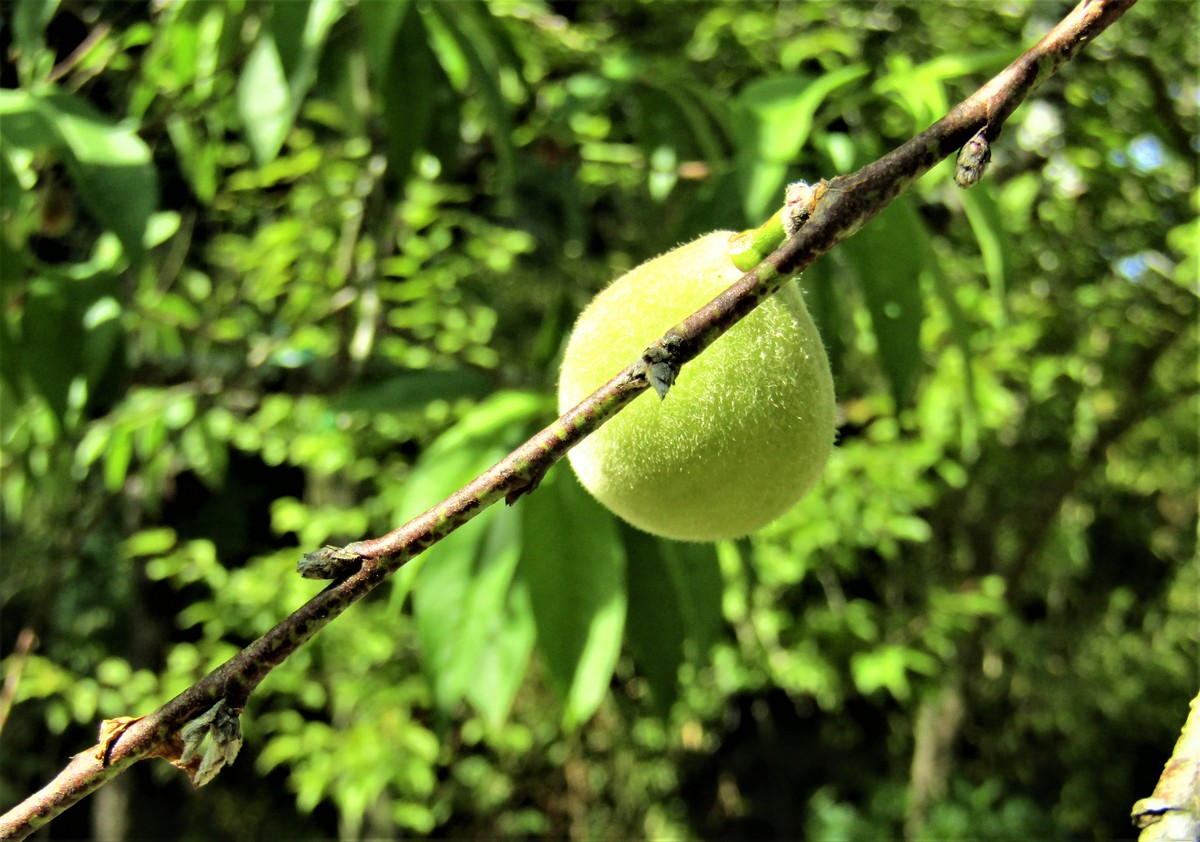 李子泡酒的功效与风险：好处、坏处及注意事项