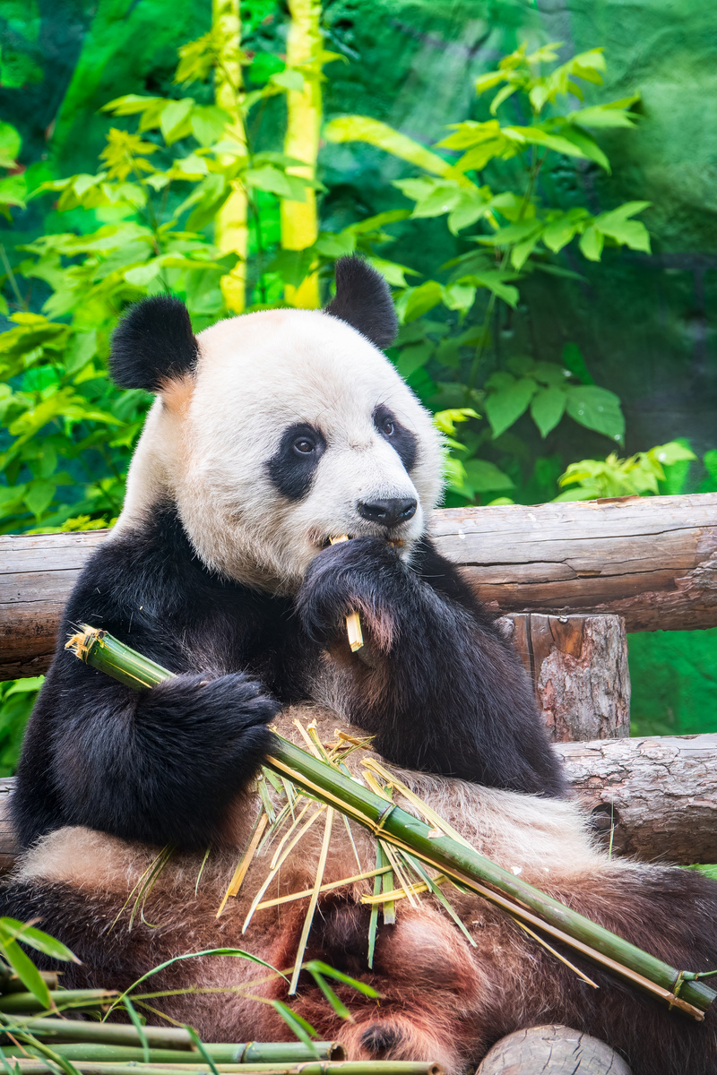 请写出大熊猫的界门纲目科属种濒危等级特征最吸引我的特点及原因栖息地栖息地的特点捕食策略天敌野外生存面临的威胁我能如何保护他们生殖和抚养后代极简每条不超过20字