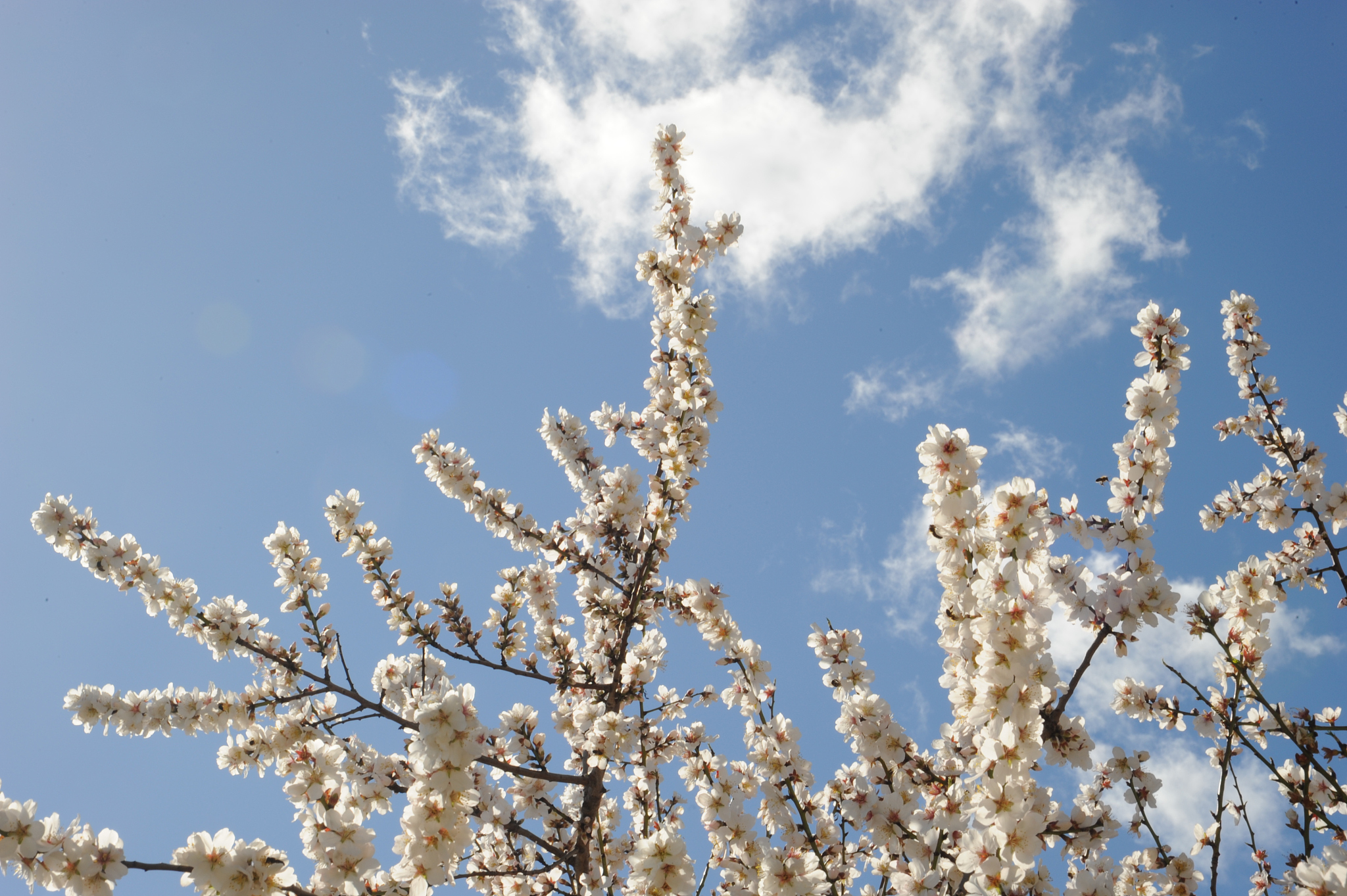 mandelblüte in spanien
