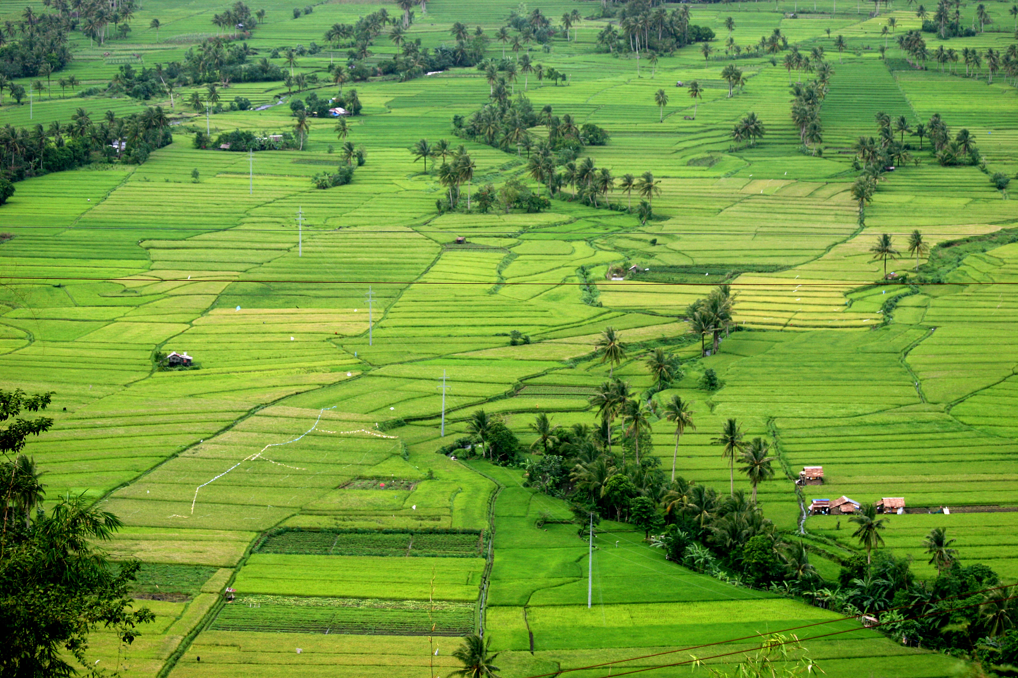 green fields