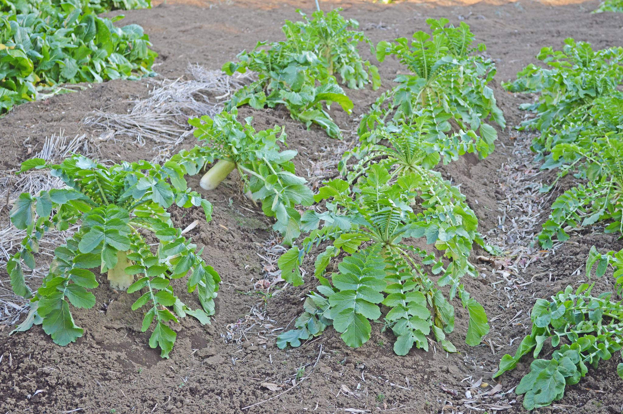 agriculture