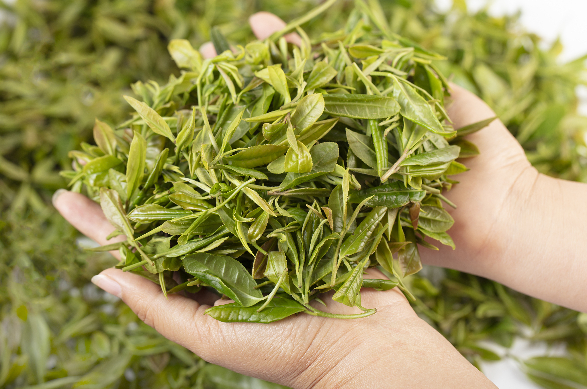 采摘茶叶后开始挑选与制作绿茶