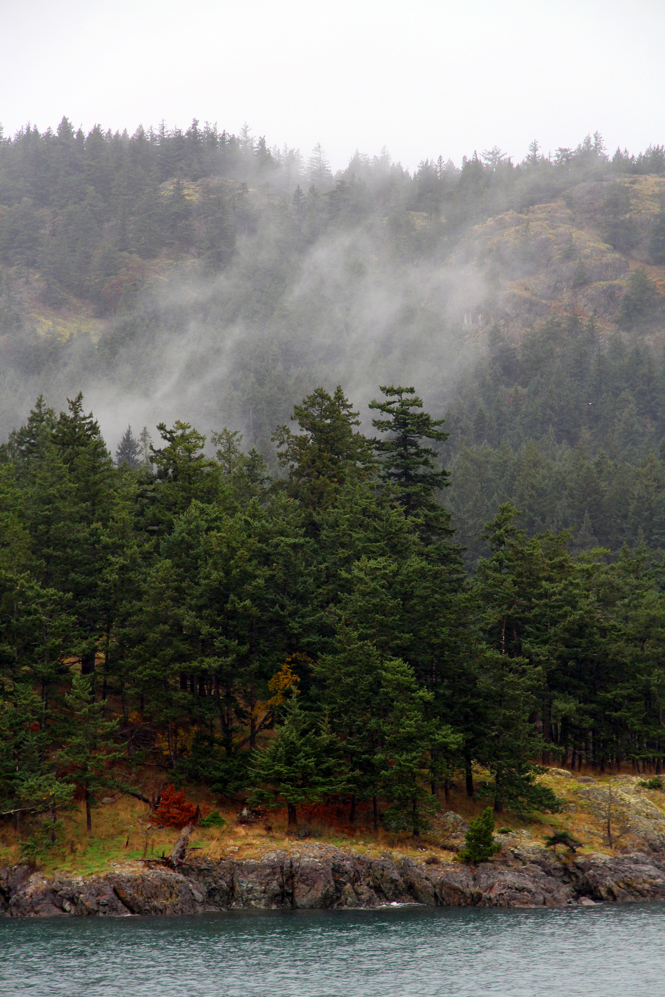 cloud in the forest