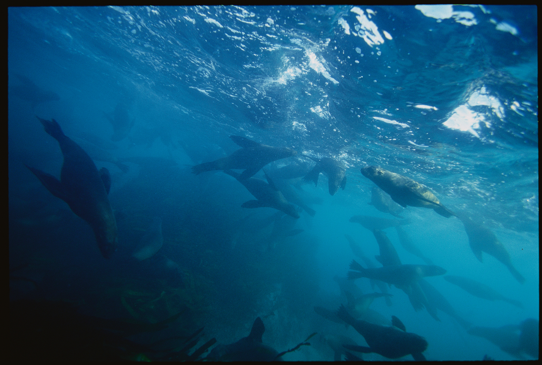 pod of cape fur seals