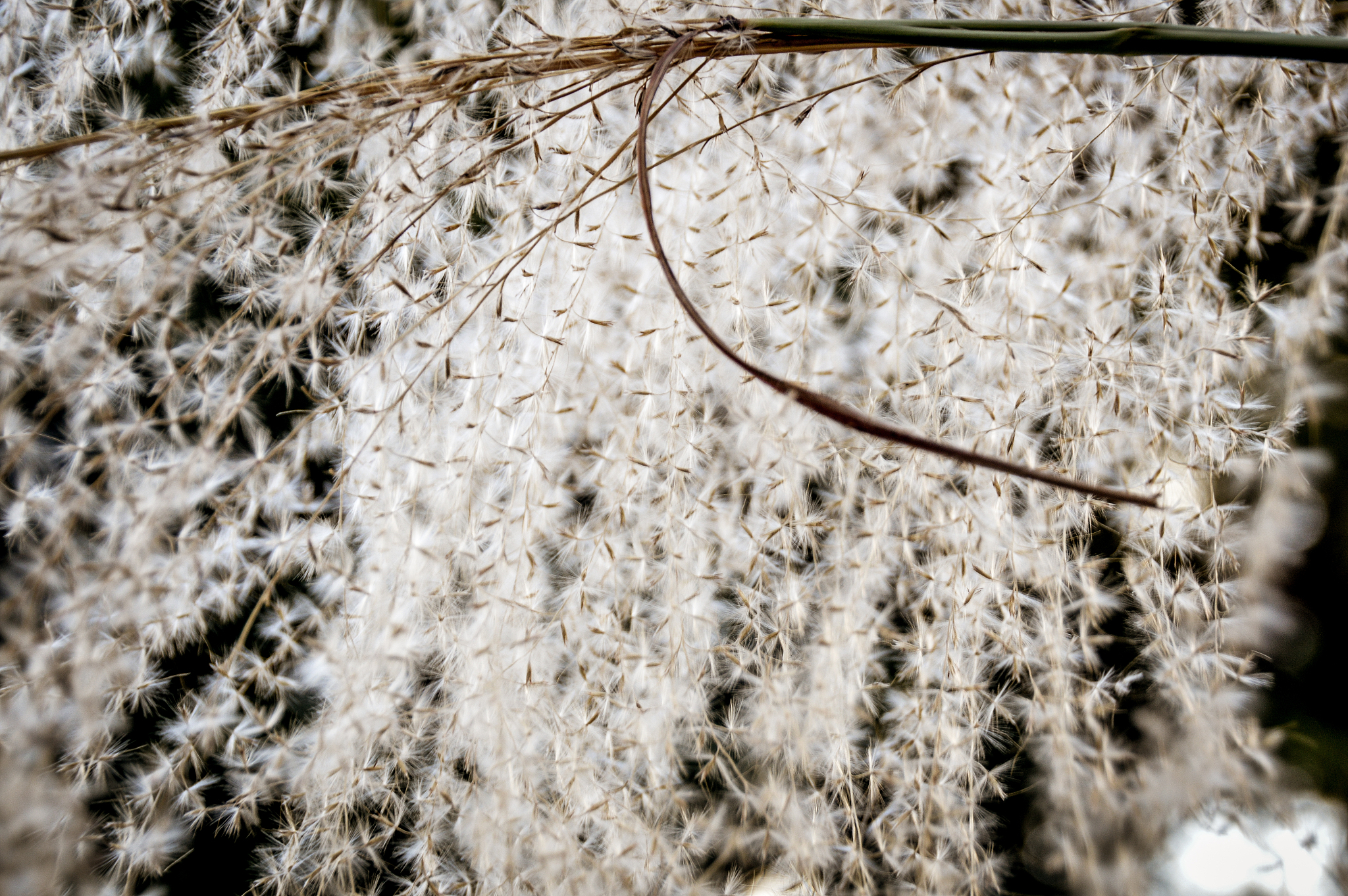杨絮为什么不能做棉衣