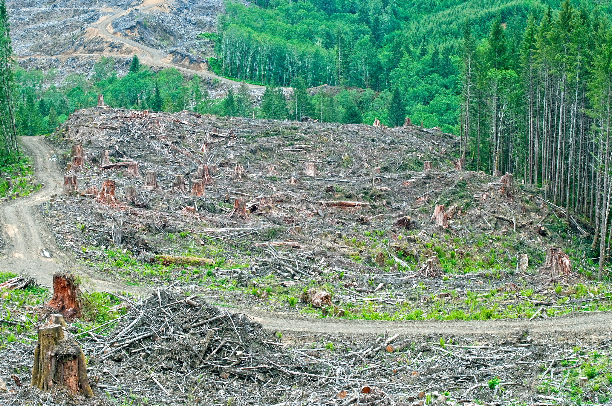 论述重庆市森林资源保护存在的问题不少于800字。