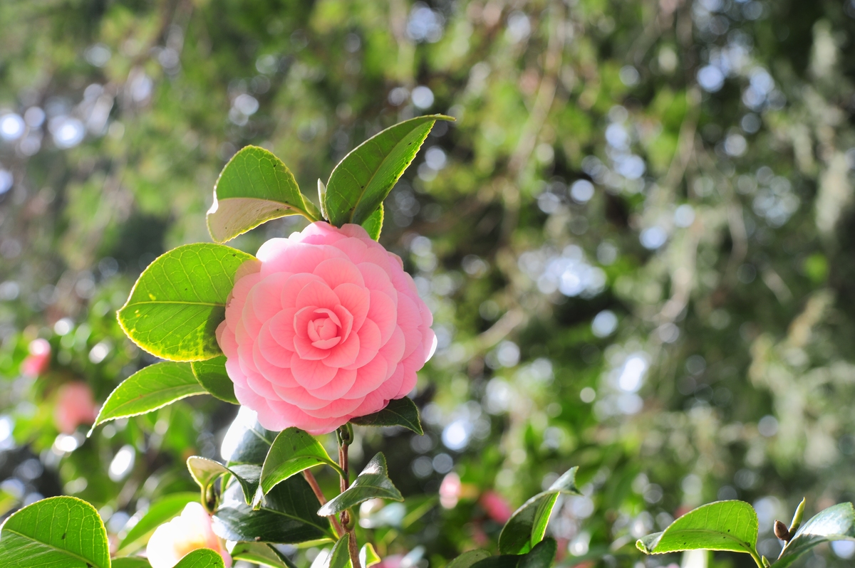 山茶花花语：坚强、勇敢和热爱生命