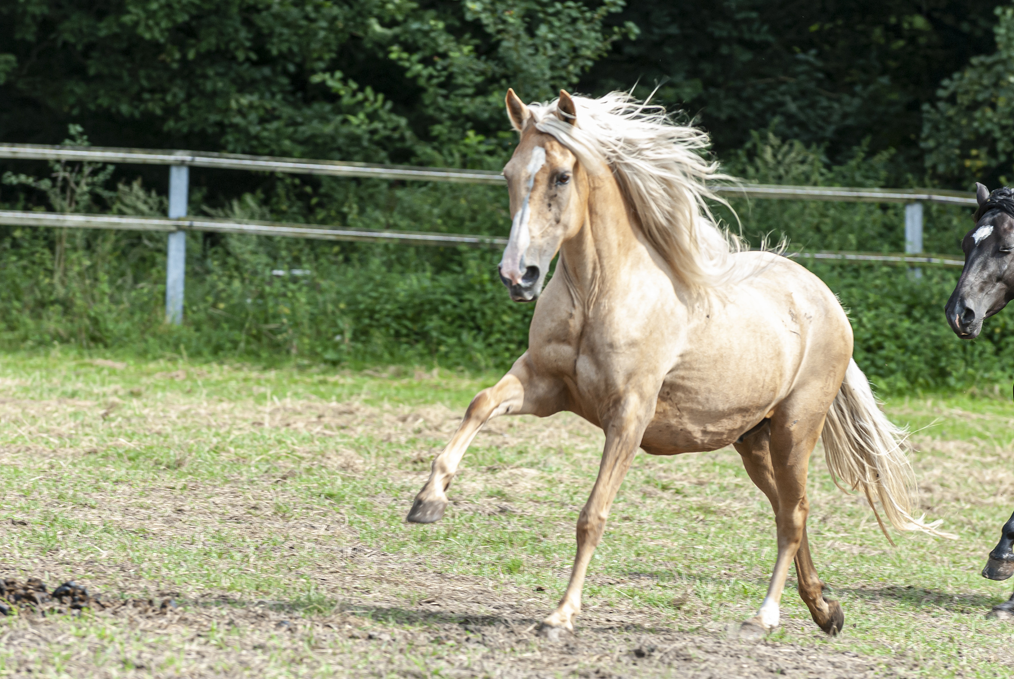 horses on the paddock