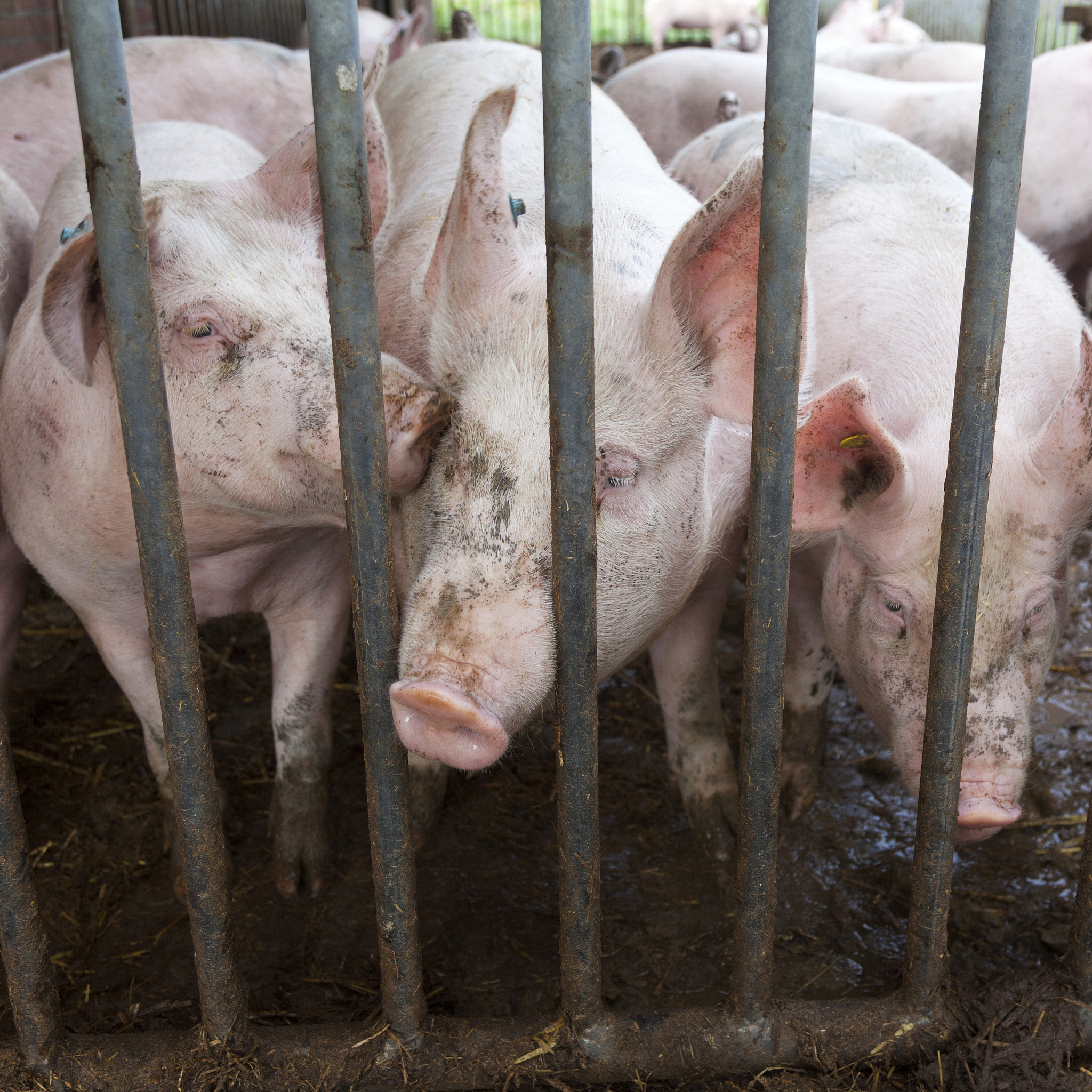 列是国内一类动物疫病的是