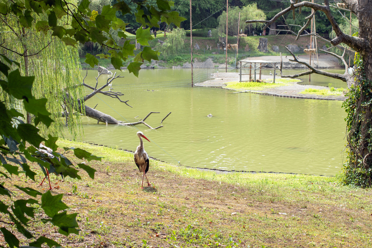 基于惊飞距离的保护地观鸟游径设计研究：背景与意义