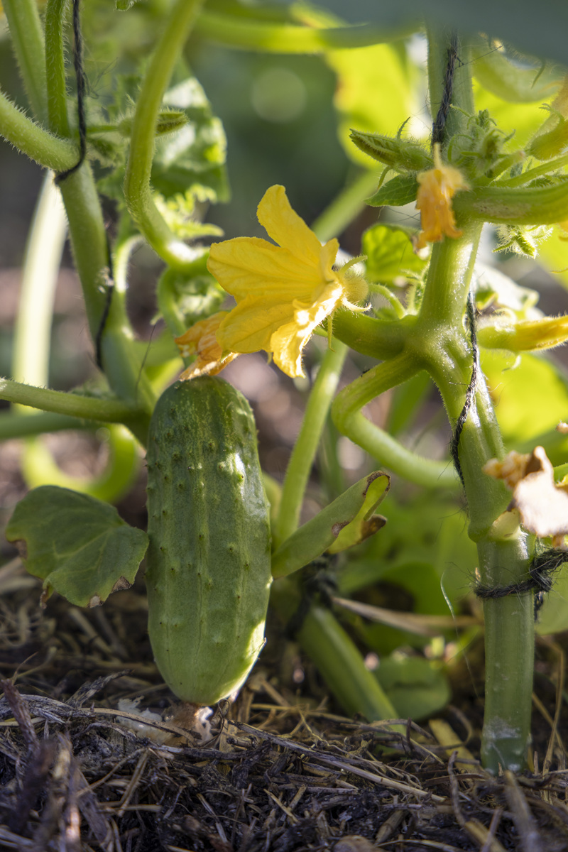 黄瓜育种方案计划书。包含黄瓜具体的品种特性和优缺点、育种目标、种质资源的收集与准备、育种途径、育种步骤等