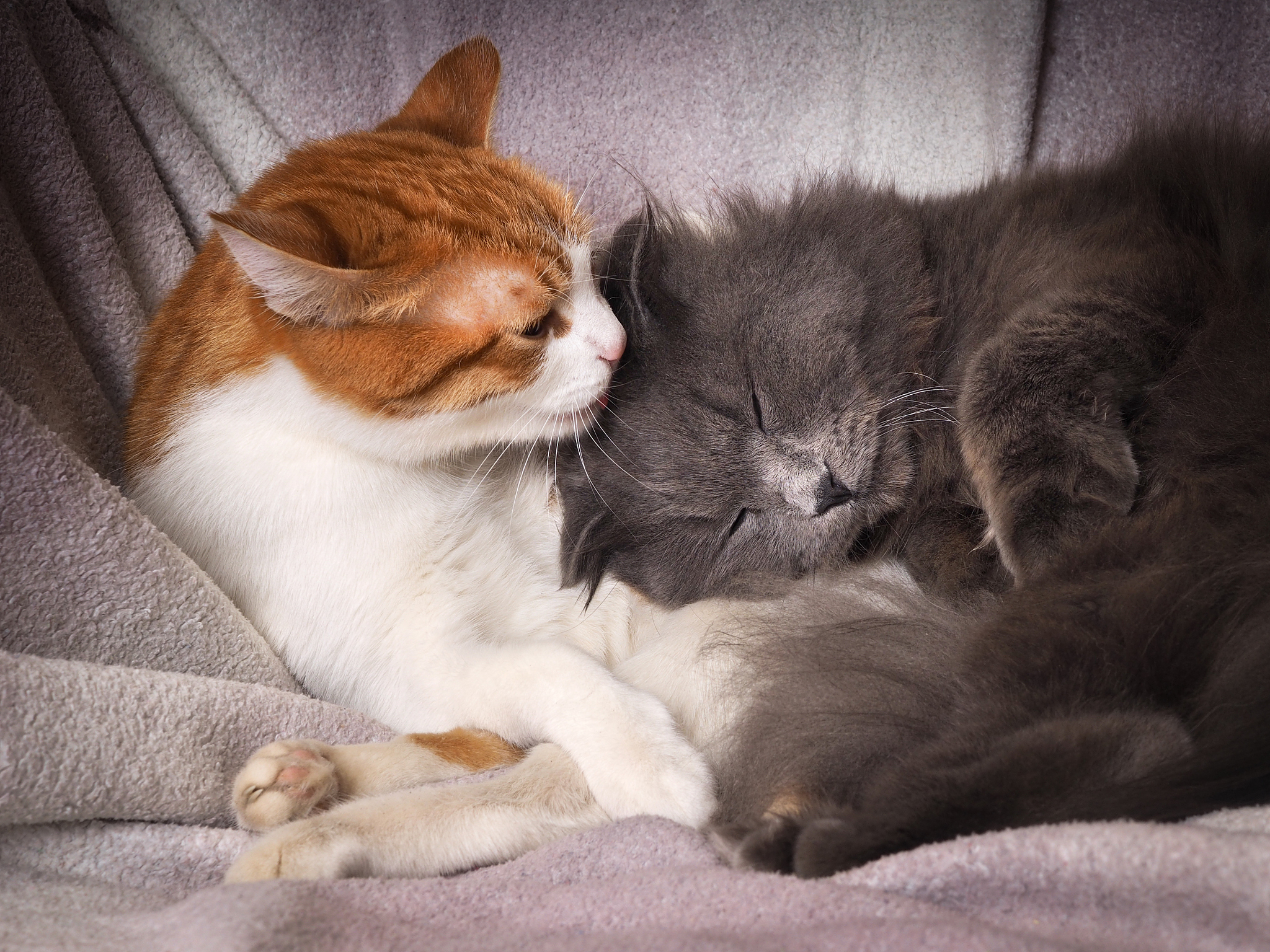 养猫情侣会分手吗？恋爱与宠物的平衡之道