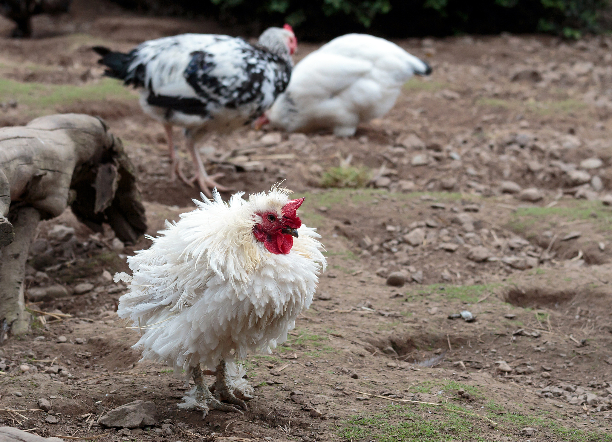 chicken