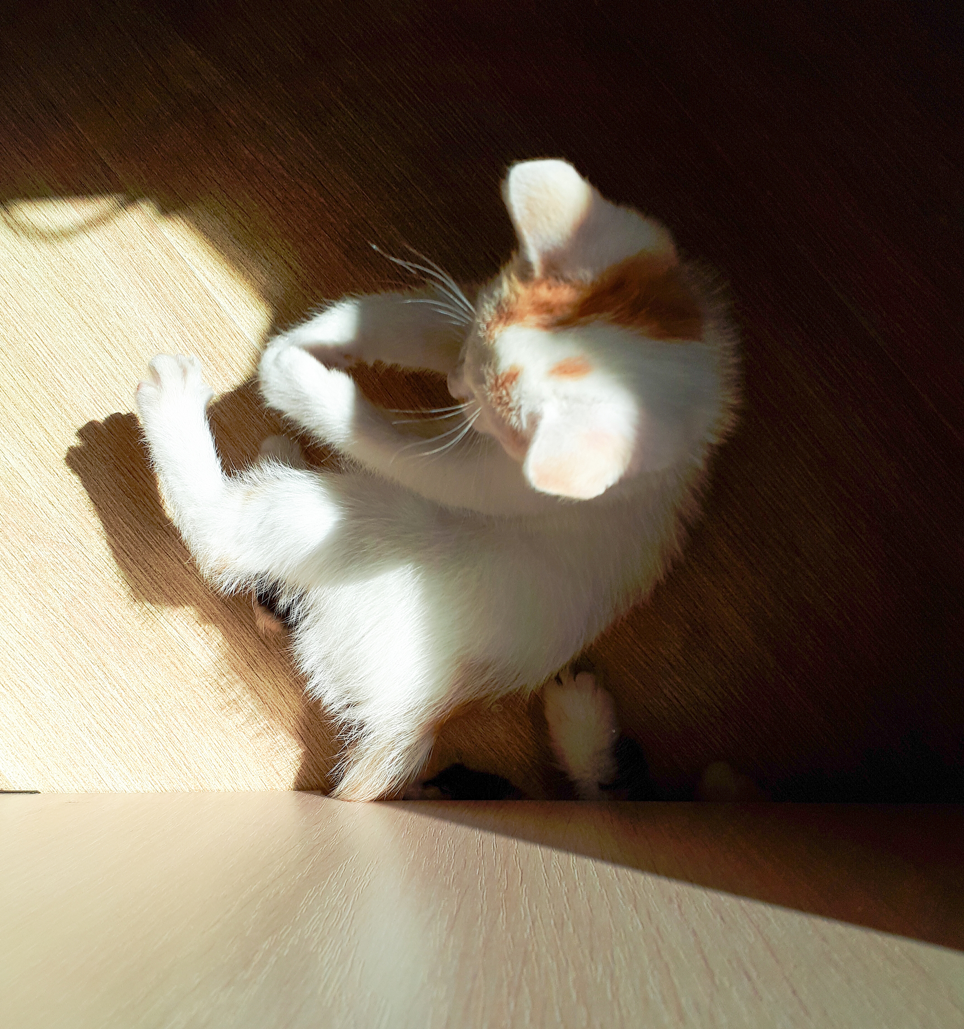 我的帮助是需要你扮演我的小猫咪