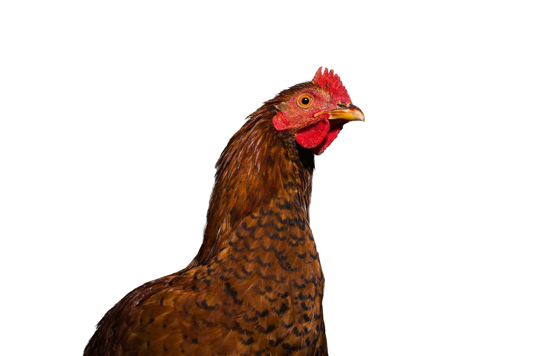 closeup chicken isolated