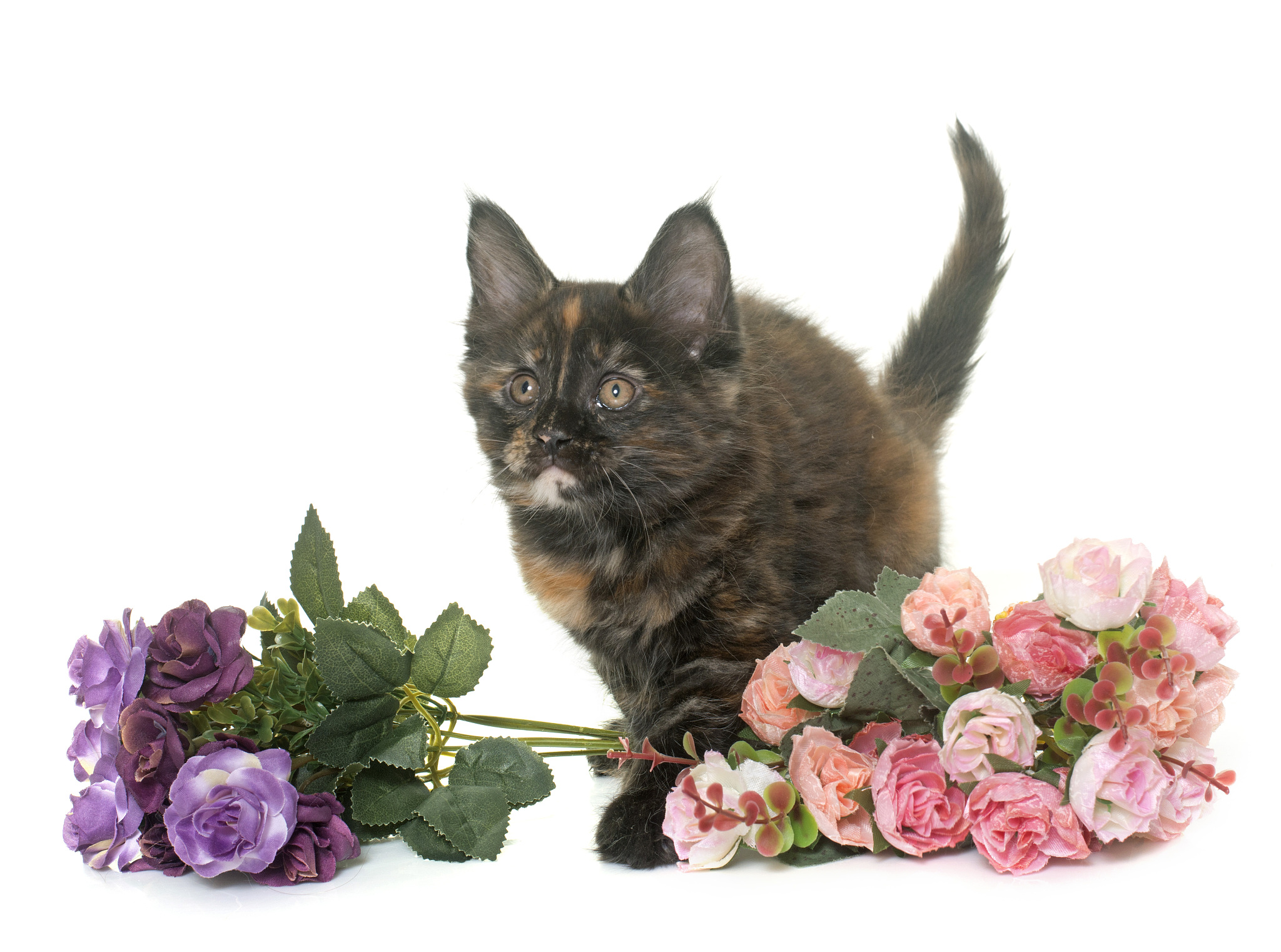 趣味谜语：猜猜我是谁？