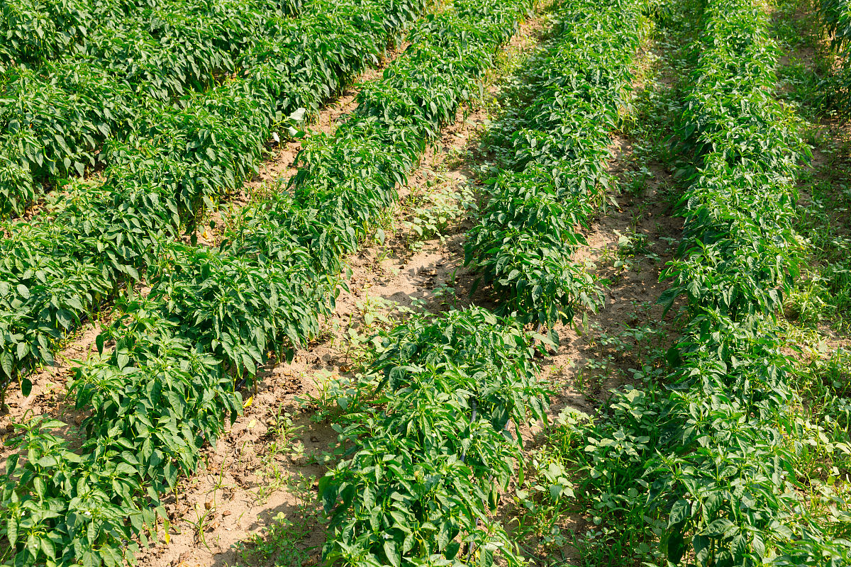 一亩辣椒肥害无解？小心三无肥料！