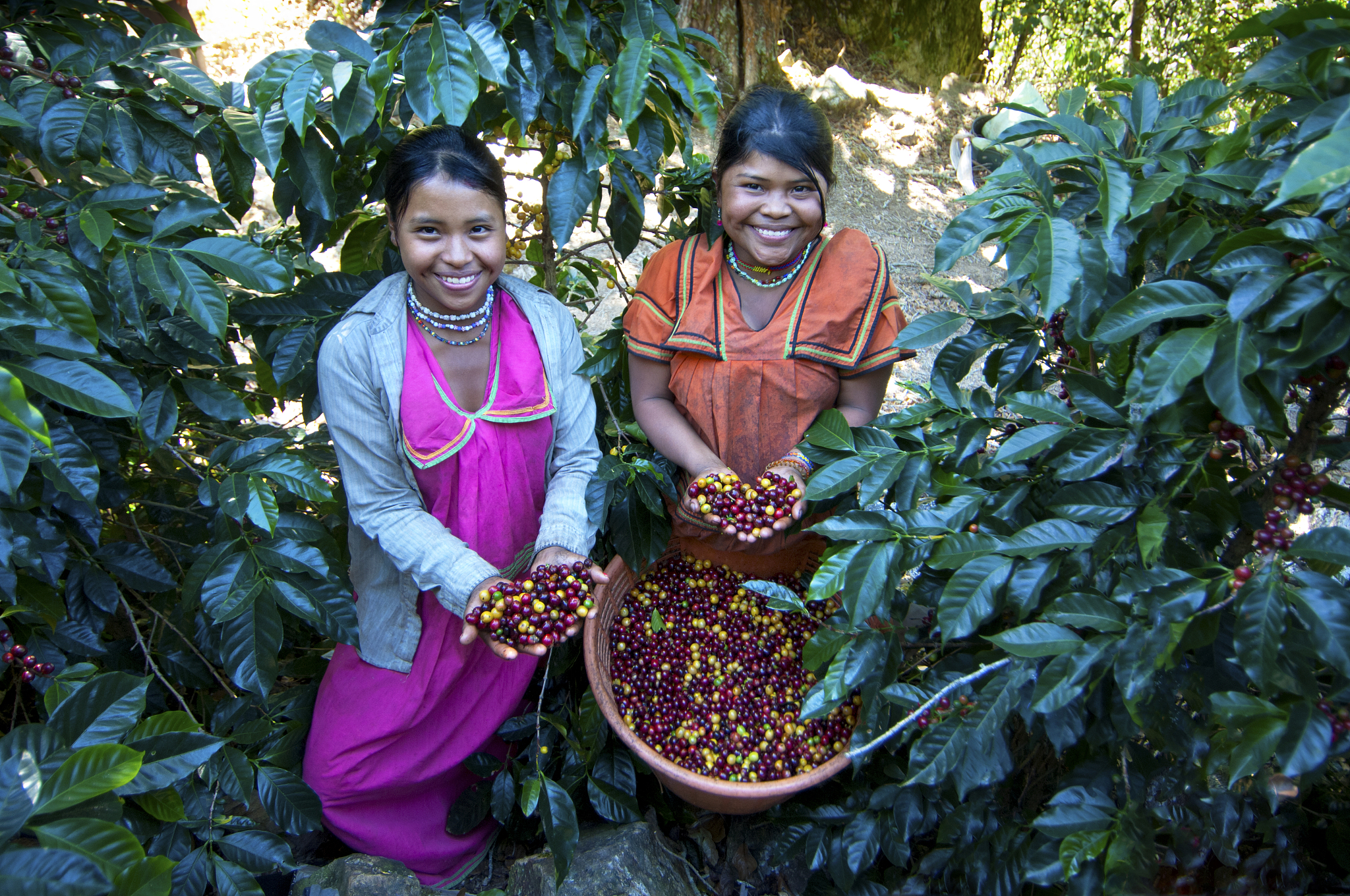 埃塞俄比亚咖啡产区指南：从耶加雪菲到哈拉尔，探寻咖啡风味之旅