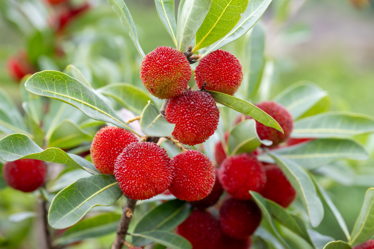 又是一年杨梅季写出下一句诗句