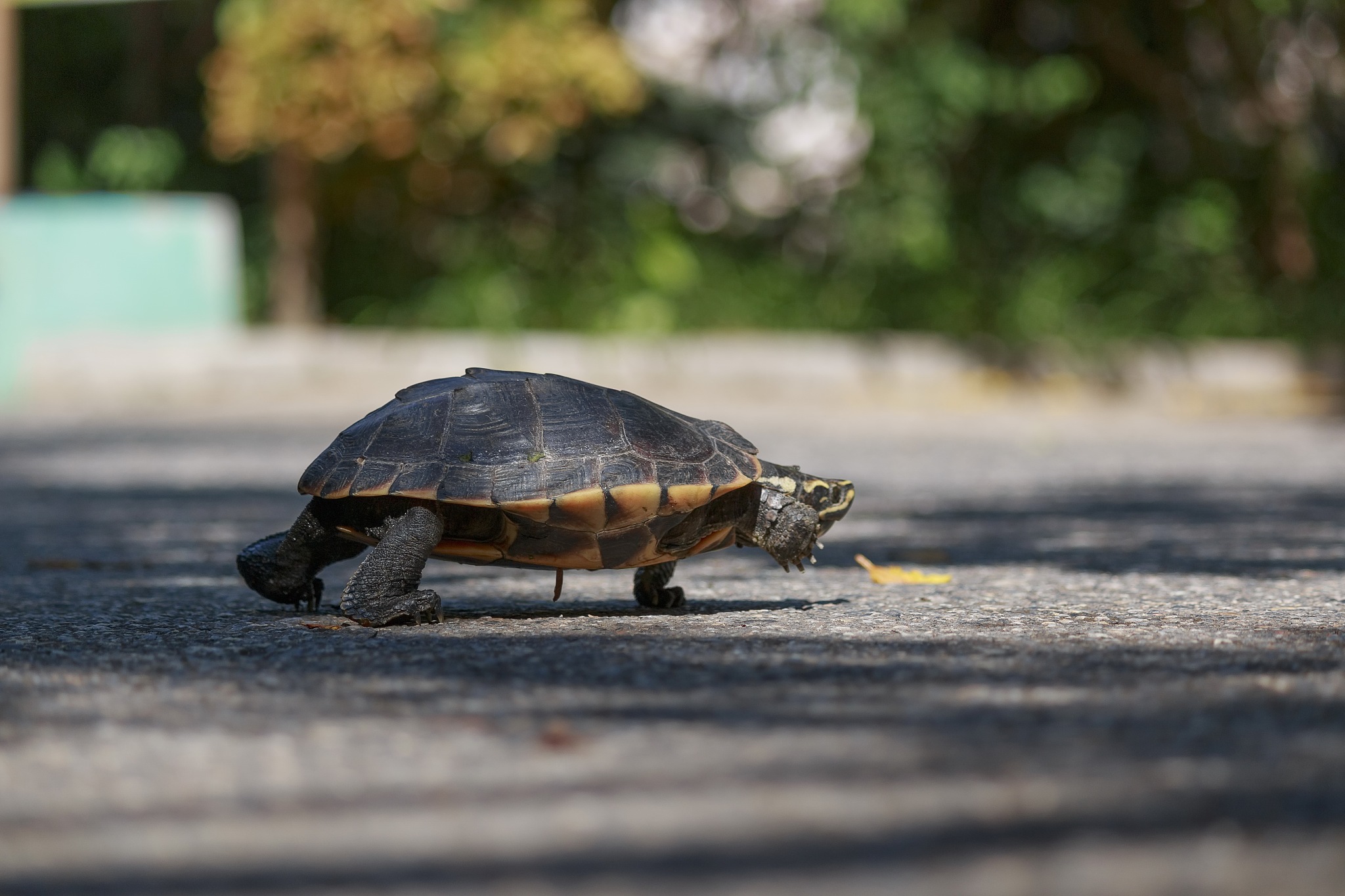 the turtles are walking in the sunlit streets.