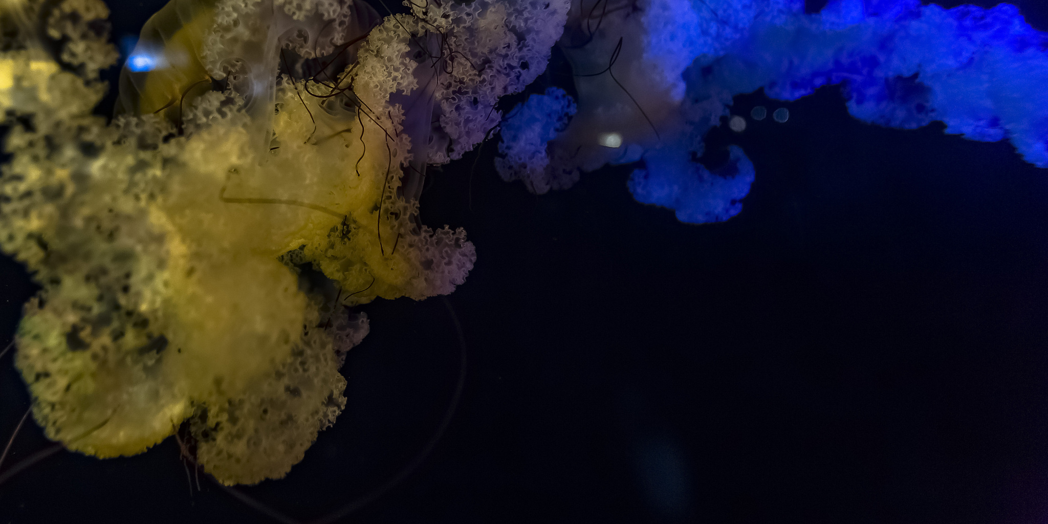 爆藻灯色温：蓝白光谱与最佳选择