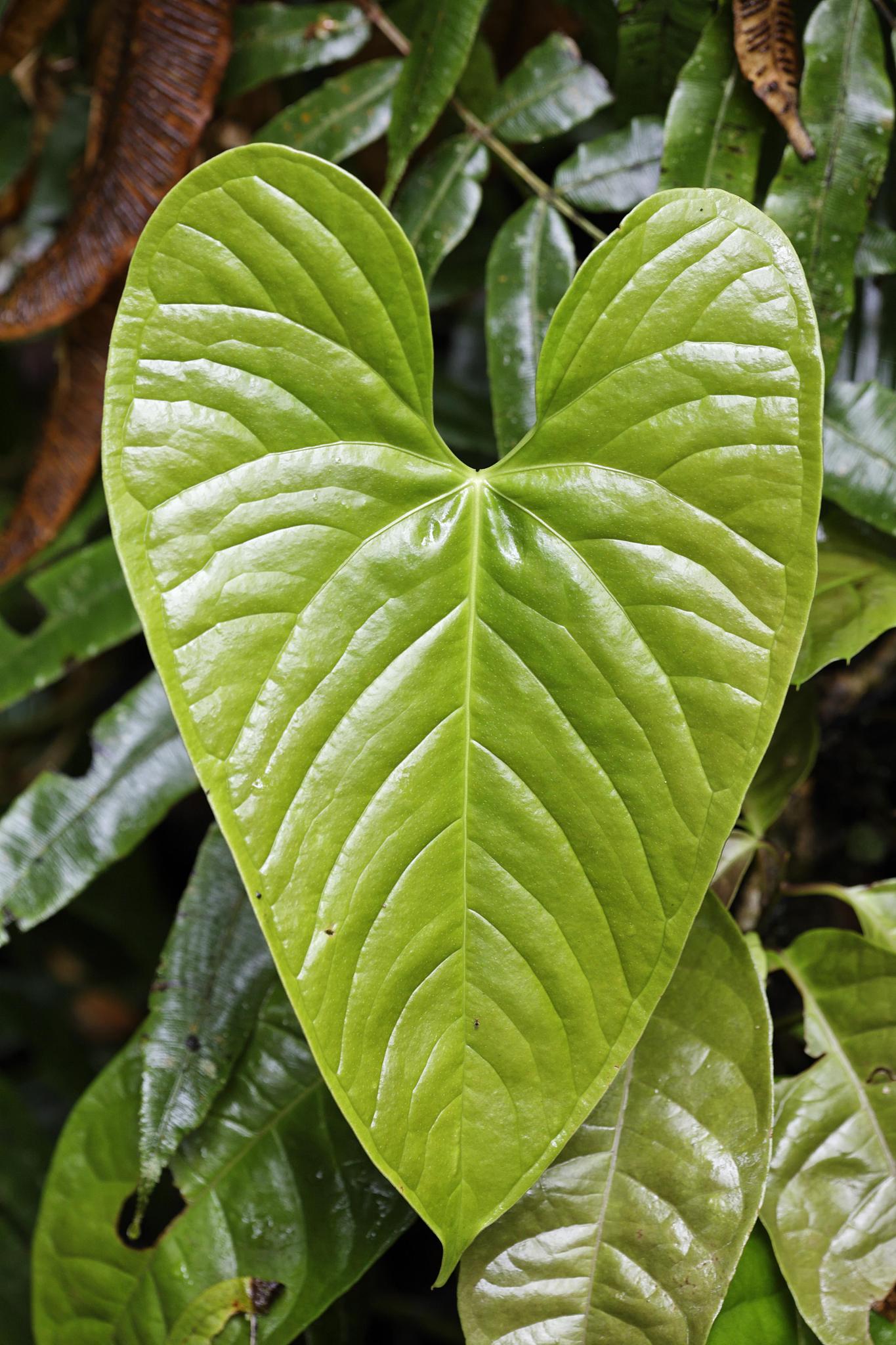 leaf in rainforest, rara avis, las horquetas, costa rica