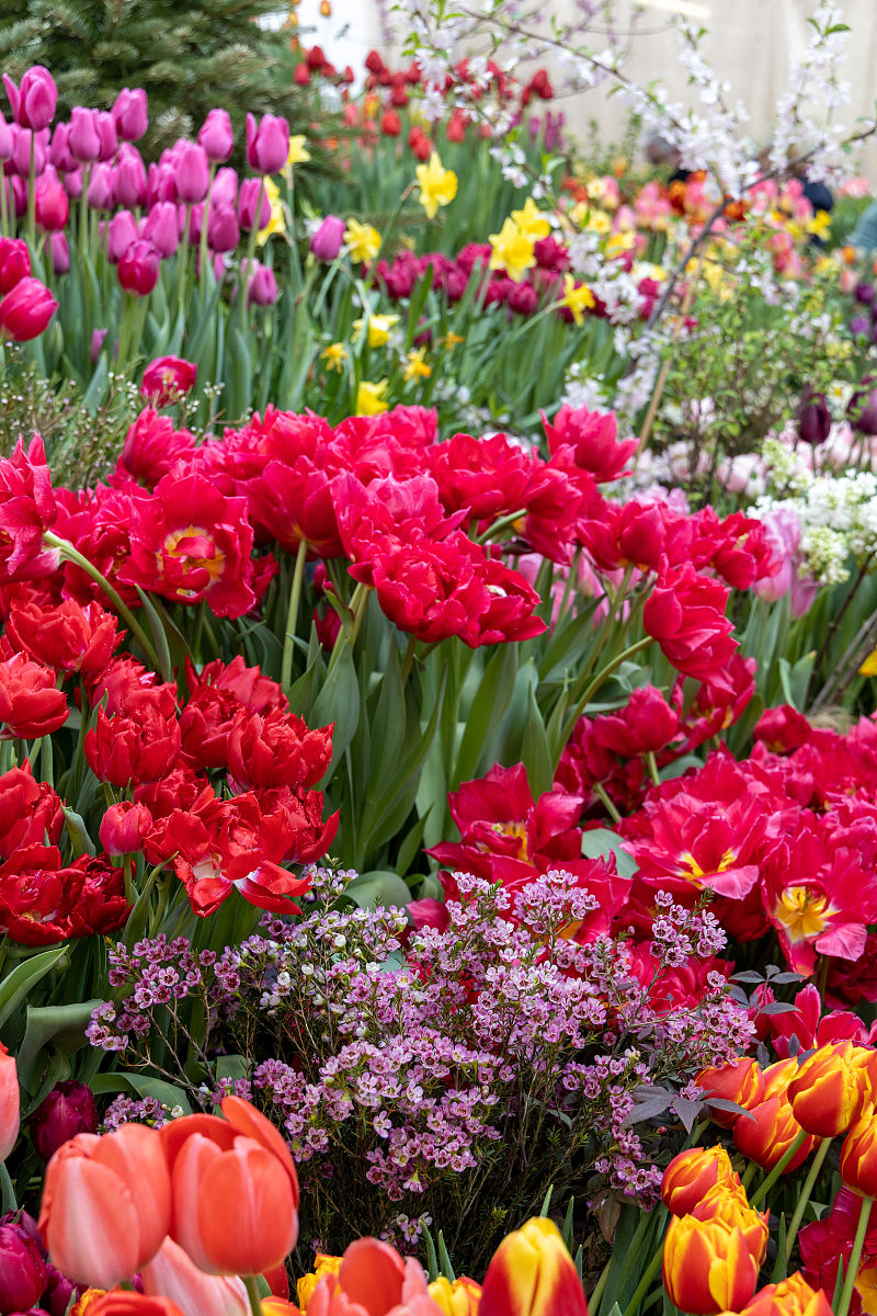 生成描写花的短文