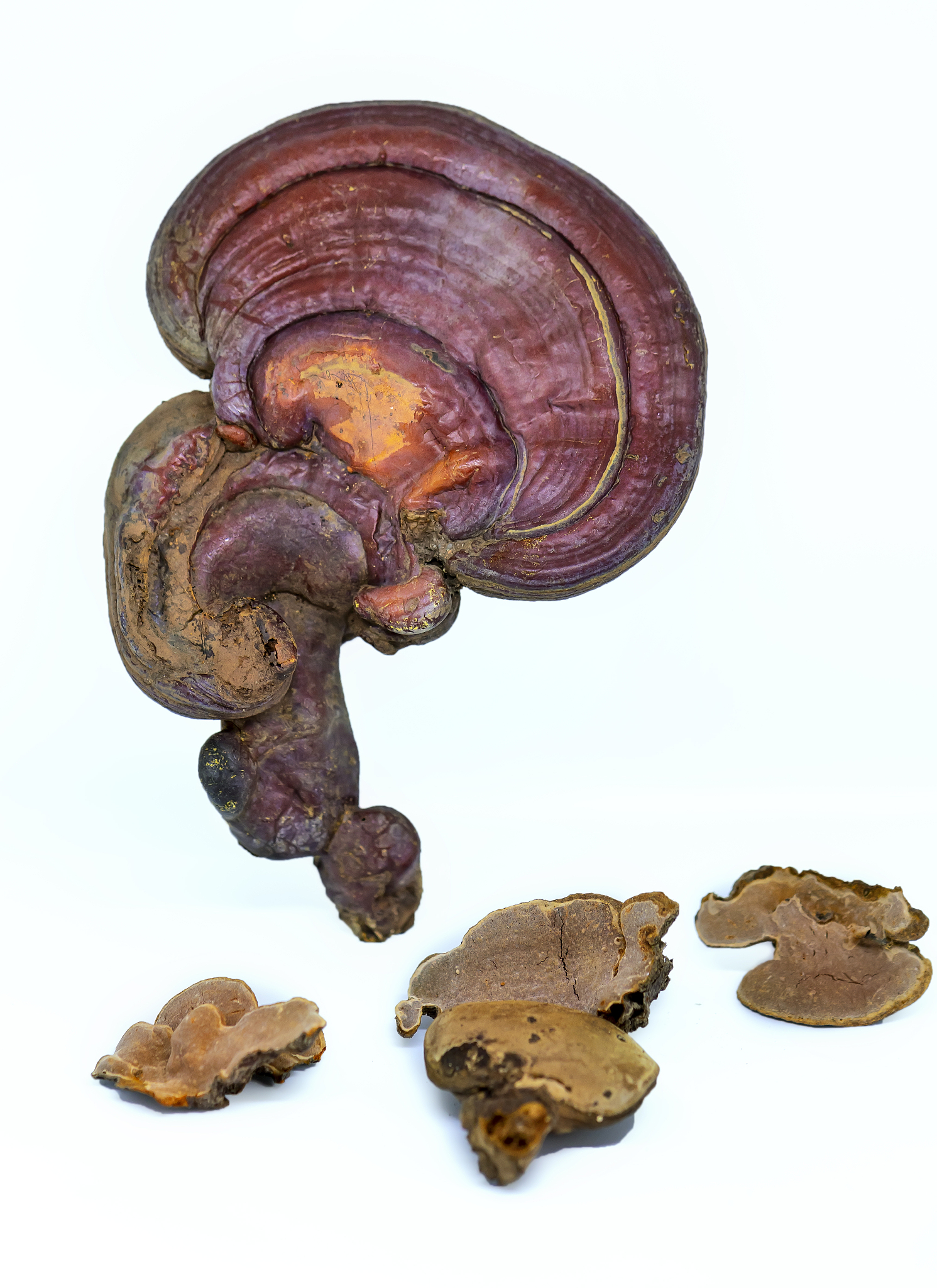 灵芝柔润护肤液可以抗过敏吗？