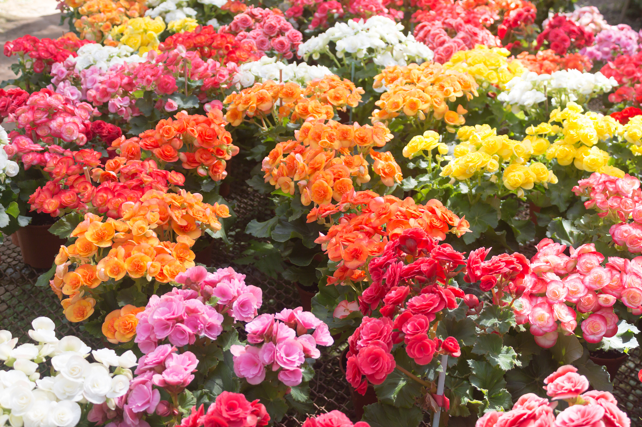 宠物猫上存在的引发人过敏的蛋白质主要包括以下5种：