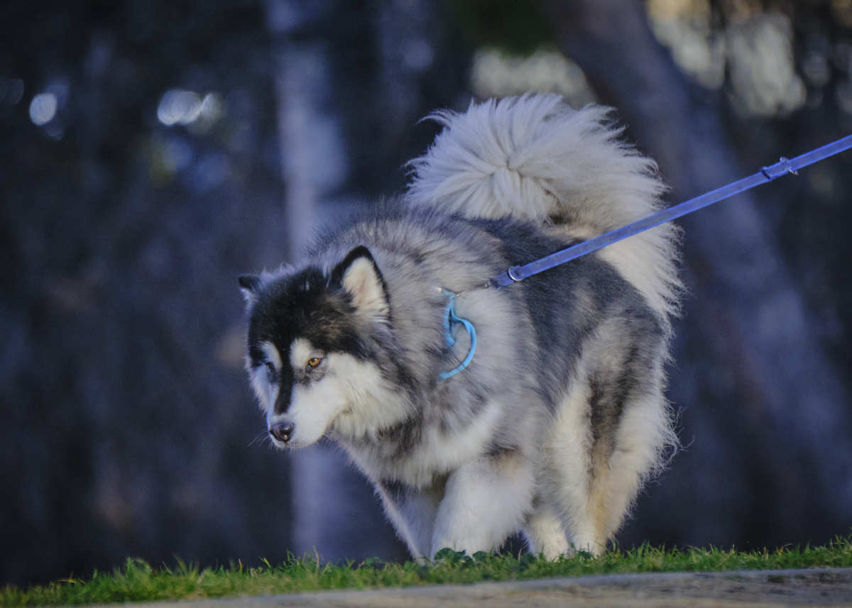阿拉斯加犬帅气中文名：北极风暴