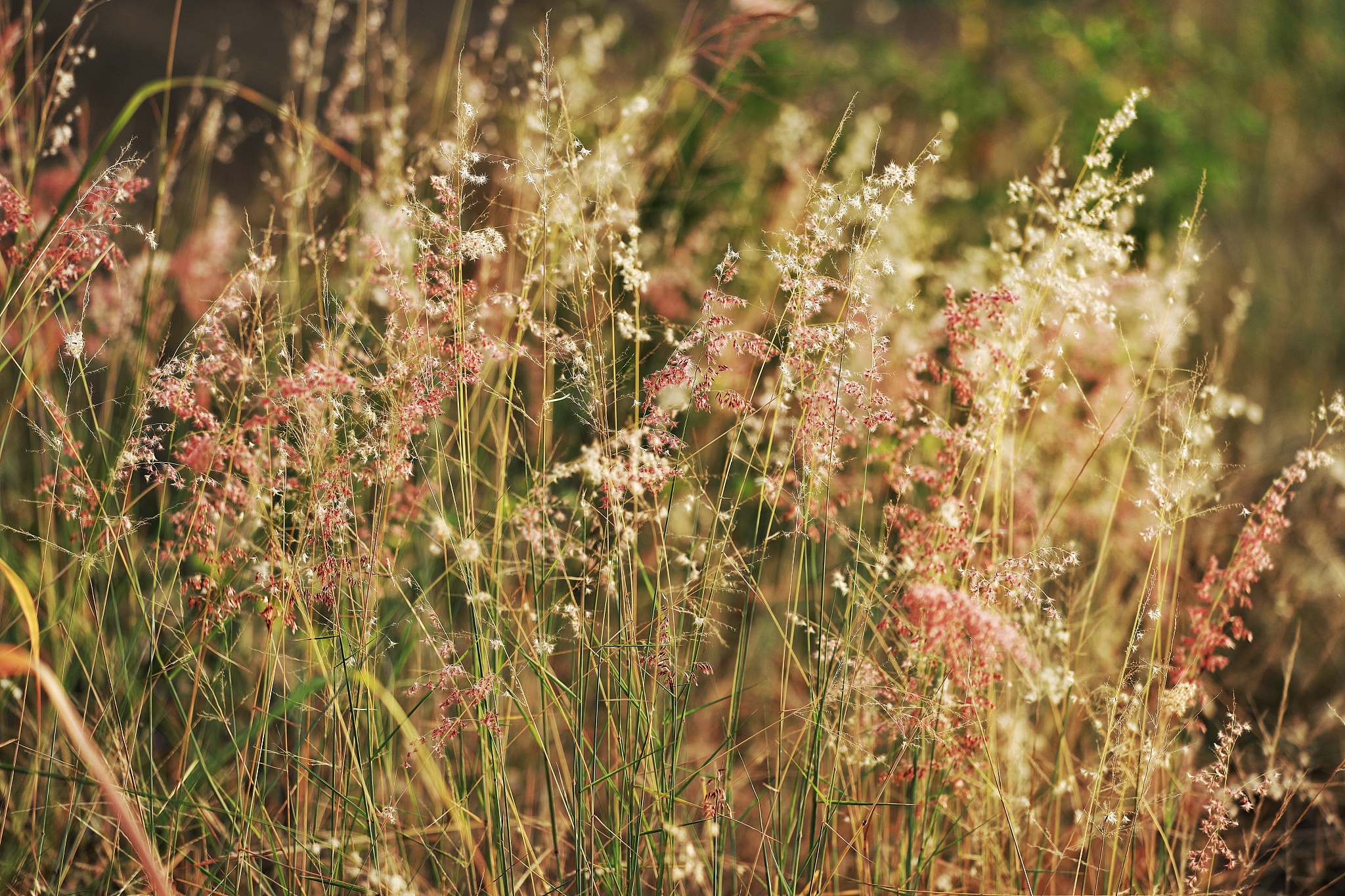 蒹葭：药用、经济、生态和文化价值全解析