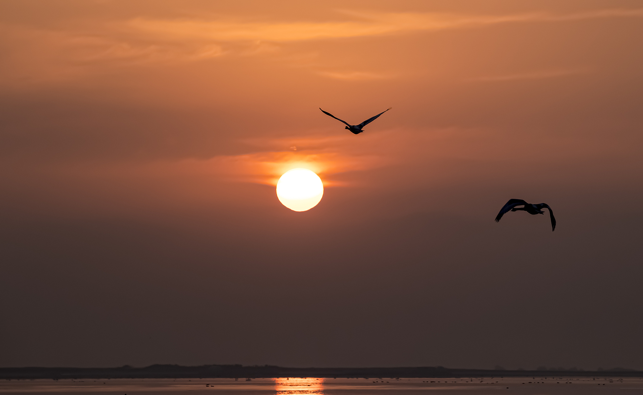 朝阳暮马，鹏鸟展翅：一首关于奋斗和命运的诗歌