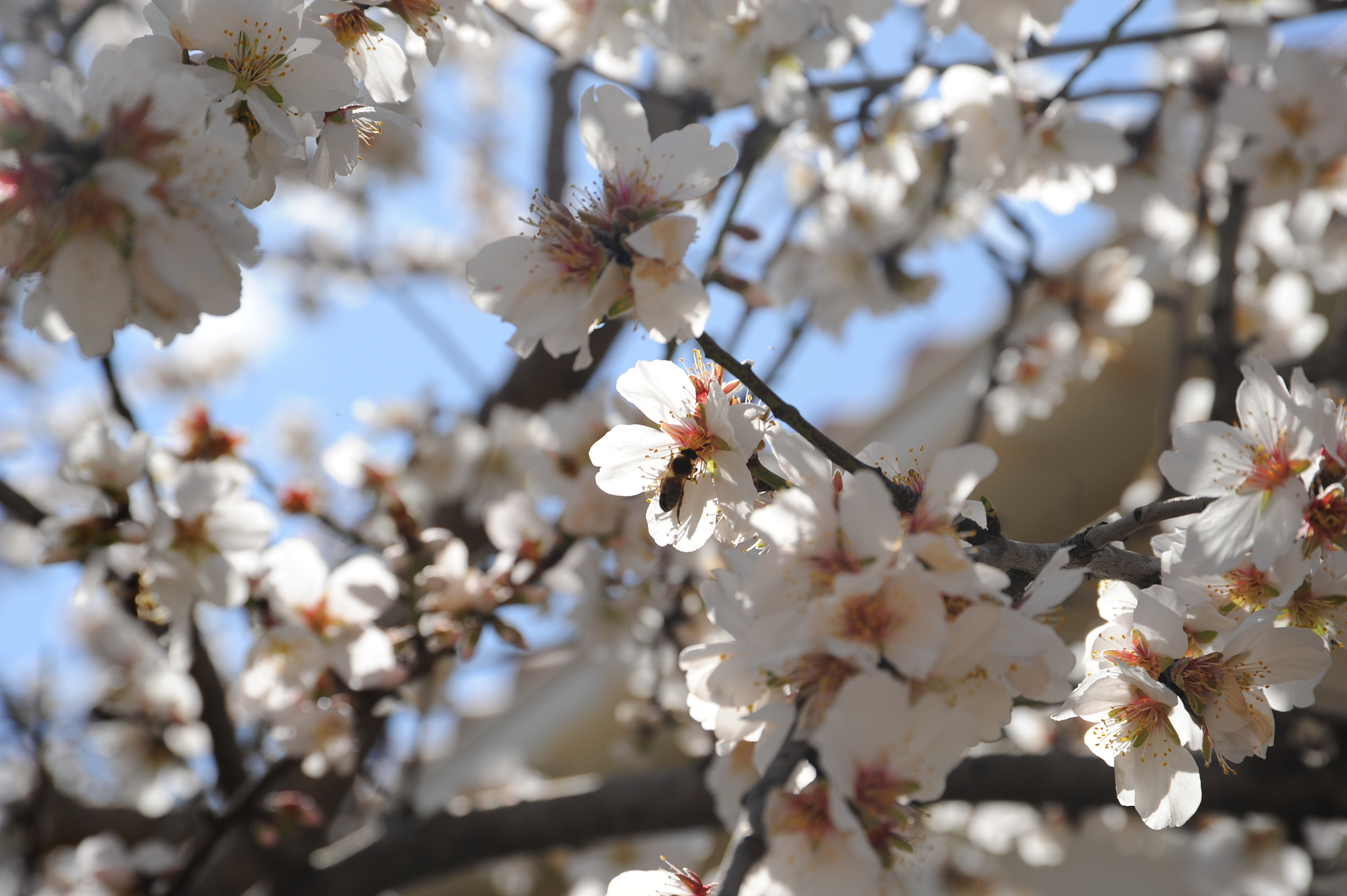 mandelblüte in spanien
