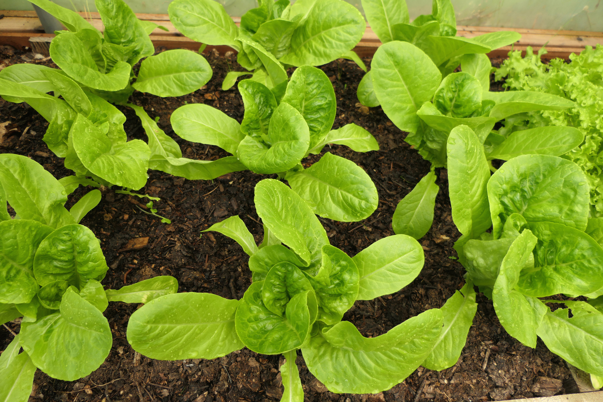 2花椰菜和青花菜栽培技术上的主要区别。