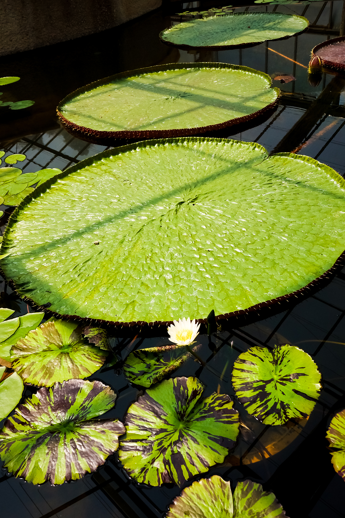 百合的营养价值：你真的了解它吗？