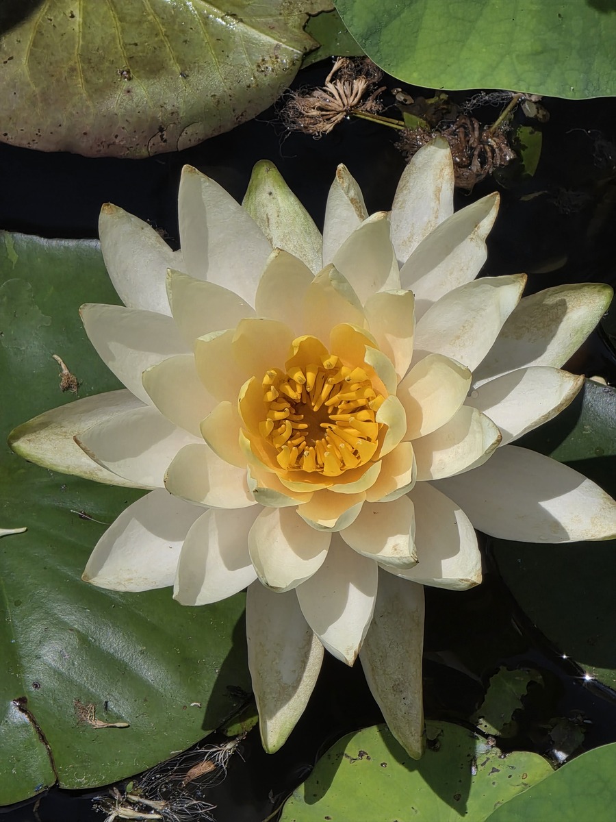 菩提花和莲花：哪种更适合你？