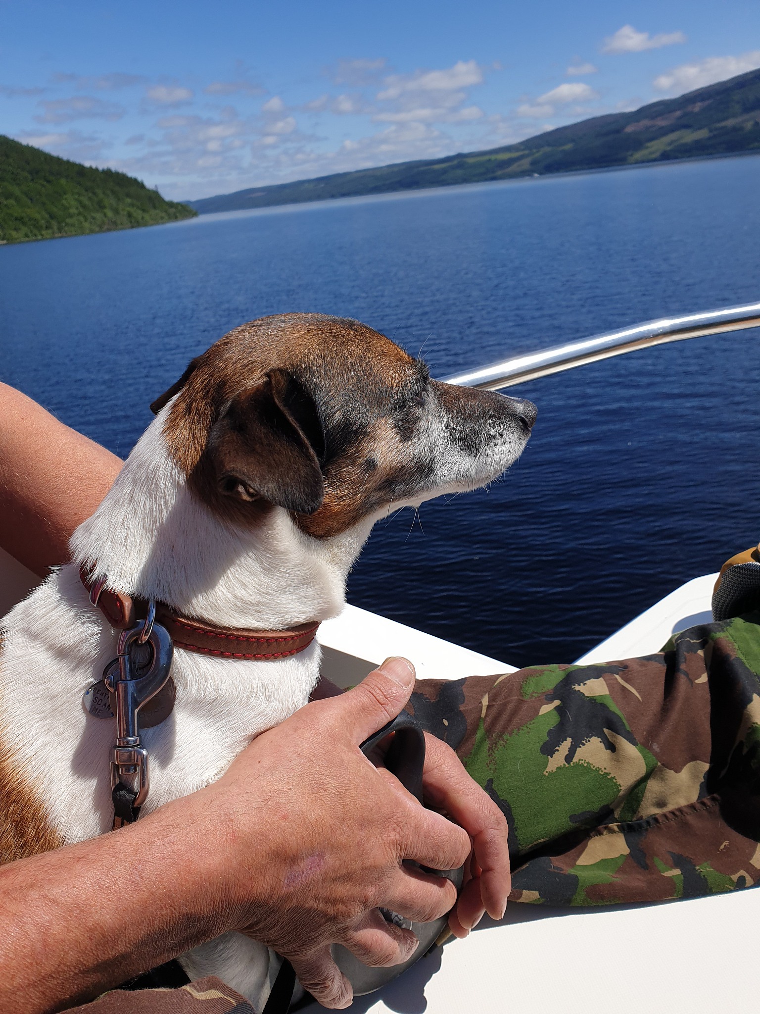 门多西诺湖畔的欢乐时光：与爸爸、爱犬和朋友共度美好旅程