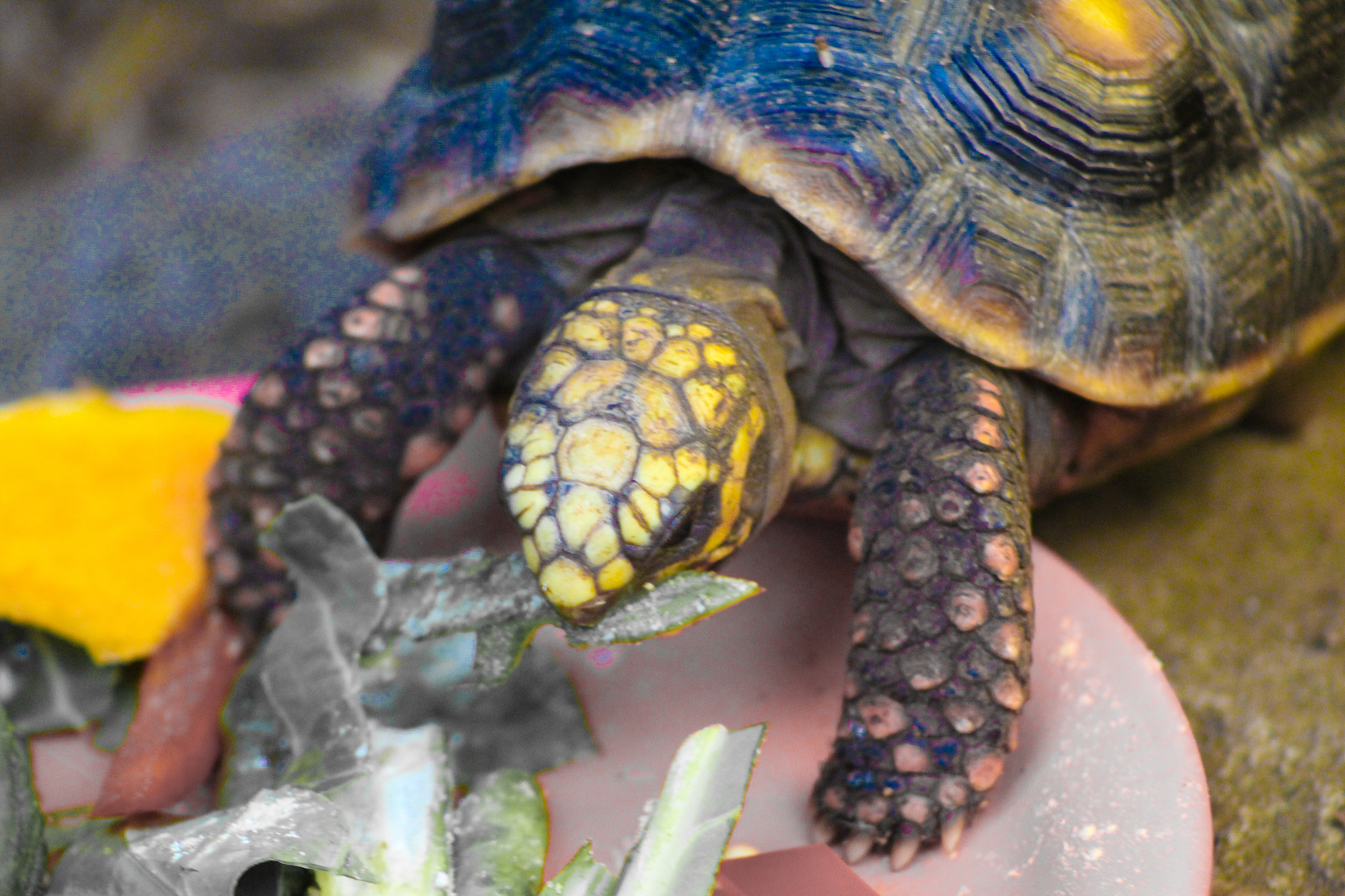 blue turtle