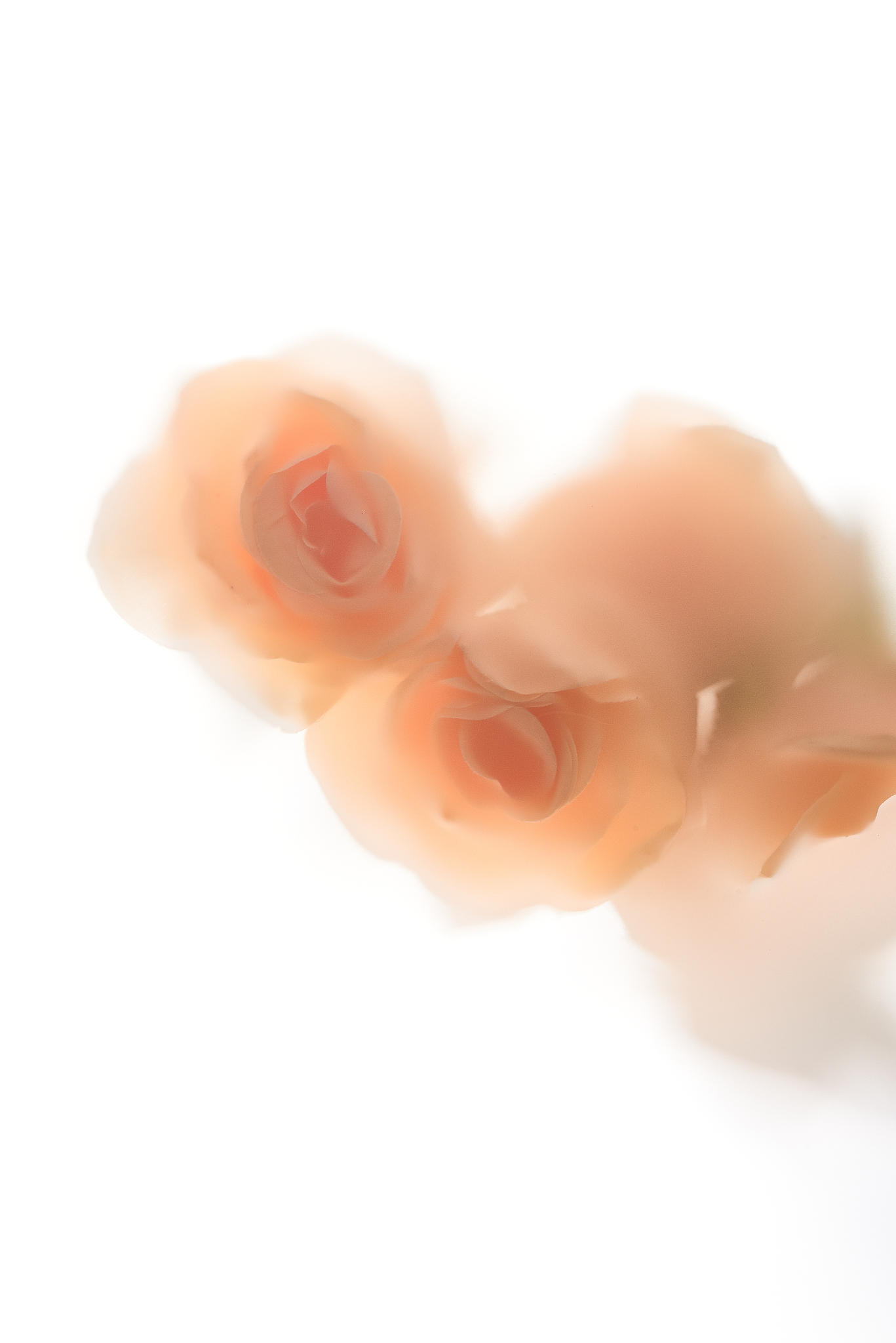 shadow of flowers on white background