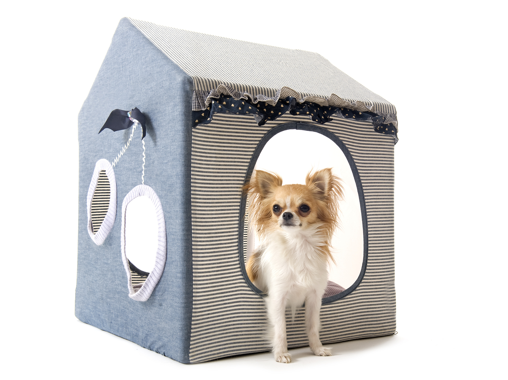 利用宠物窝设计拍短视频发布在抖音可行性